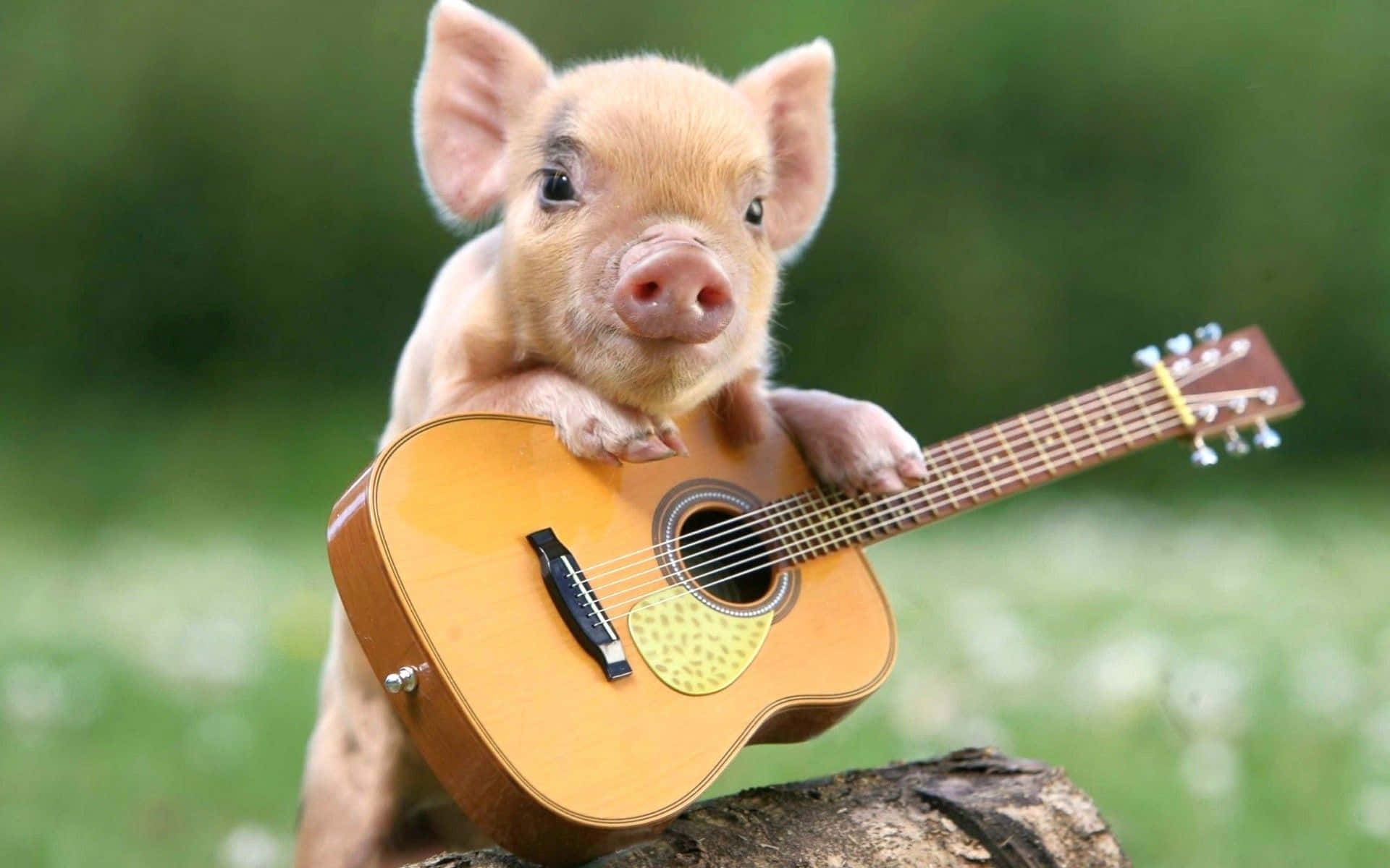 ¡Mira este cerdito tan lindo! Fondos de pantalla