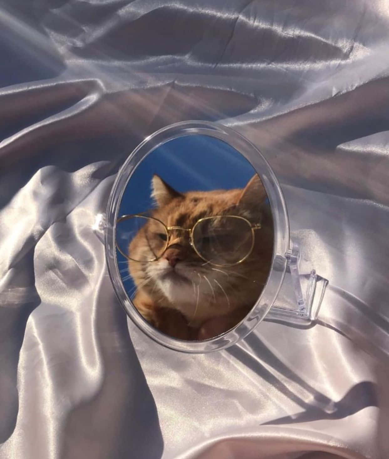 ¡Mira este hermoso gato estético! Fondos de pantalla