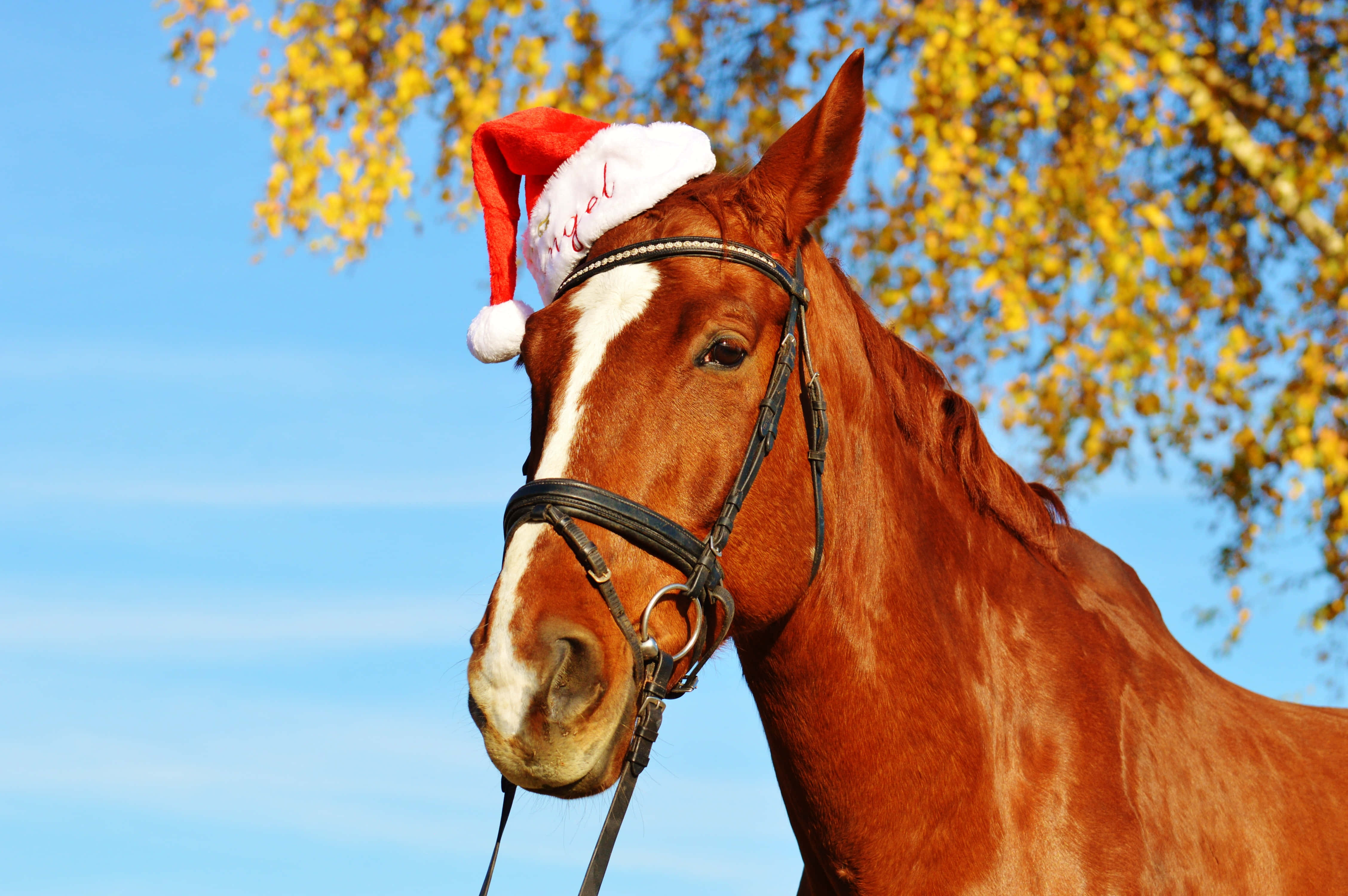 ¡Mira este hermoso caballo lindo! Fondos de pantalla