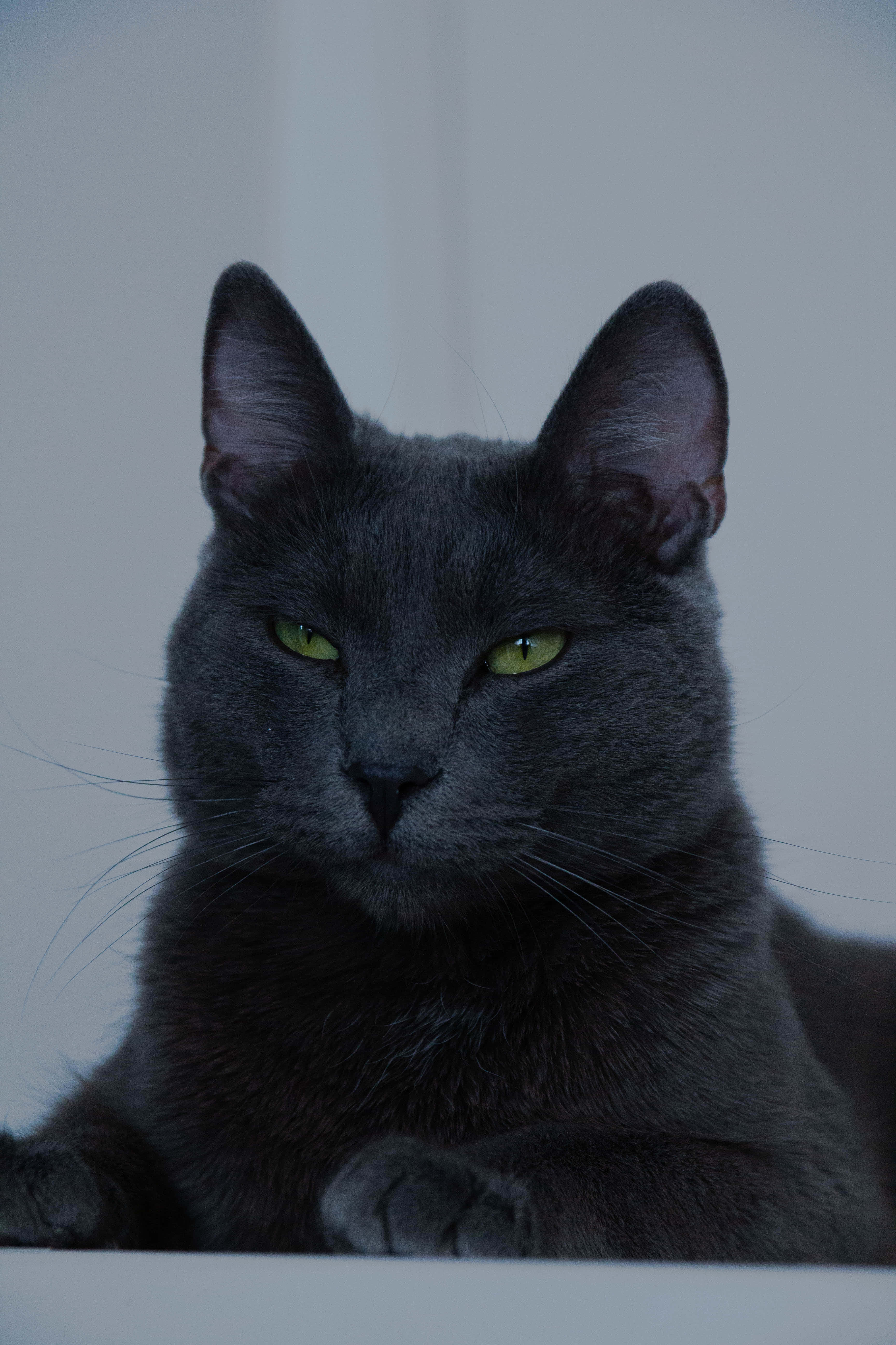 ¡Mira este lindo gato azul ruso! Fondos de pantalla