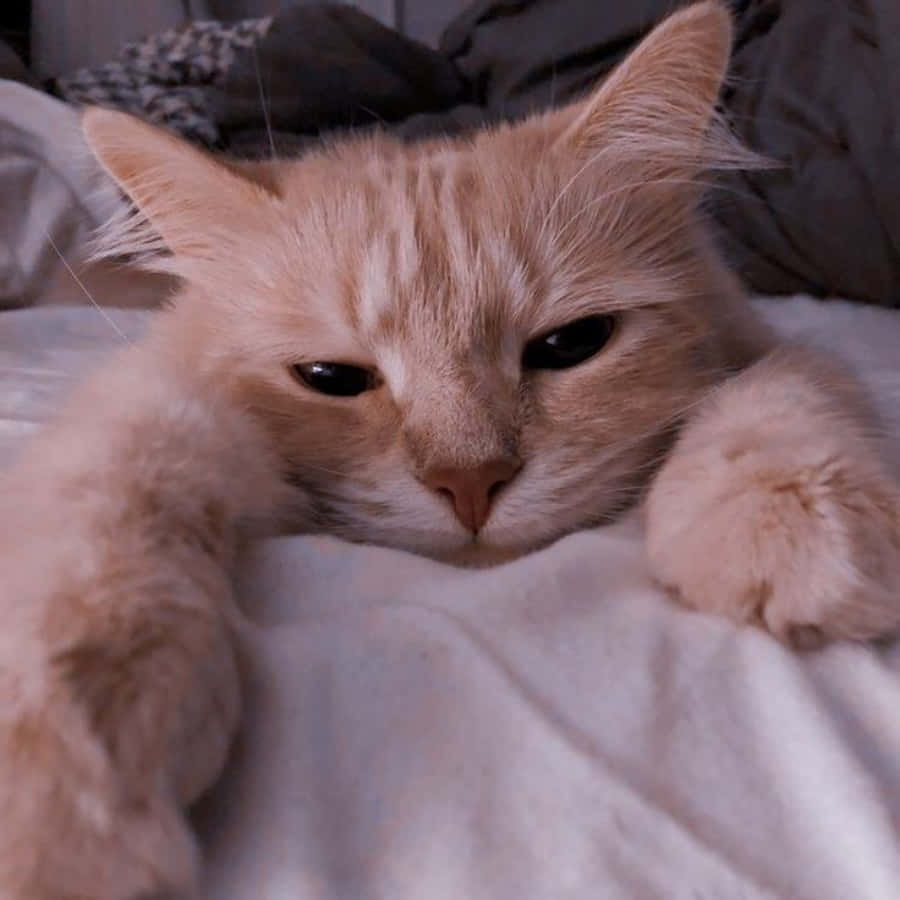 ¡Mira este lindo gato estético! Fondos de pantalla