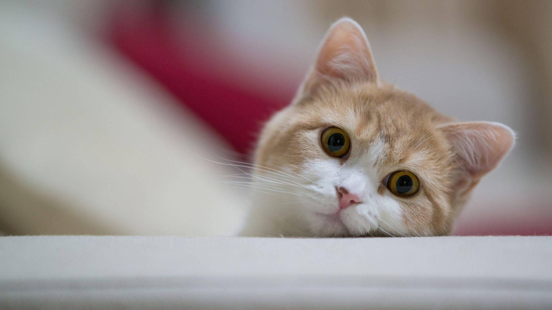 Mirada adorable de gato computadora Fondos de pantalla