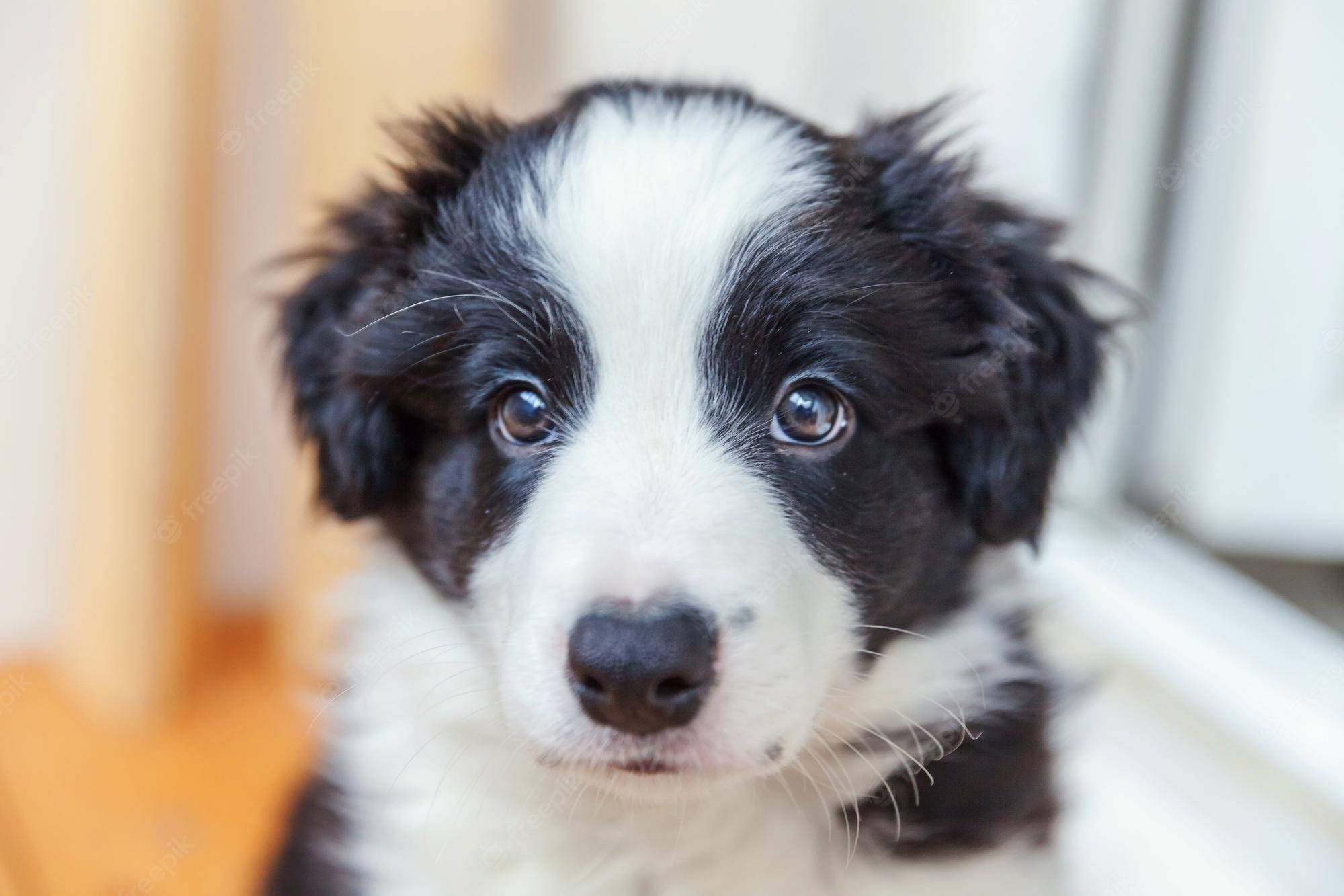Mirada de Cachorro Border Collie Fondos de pantalla