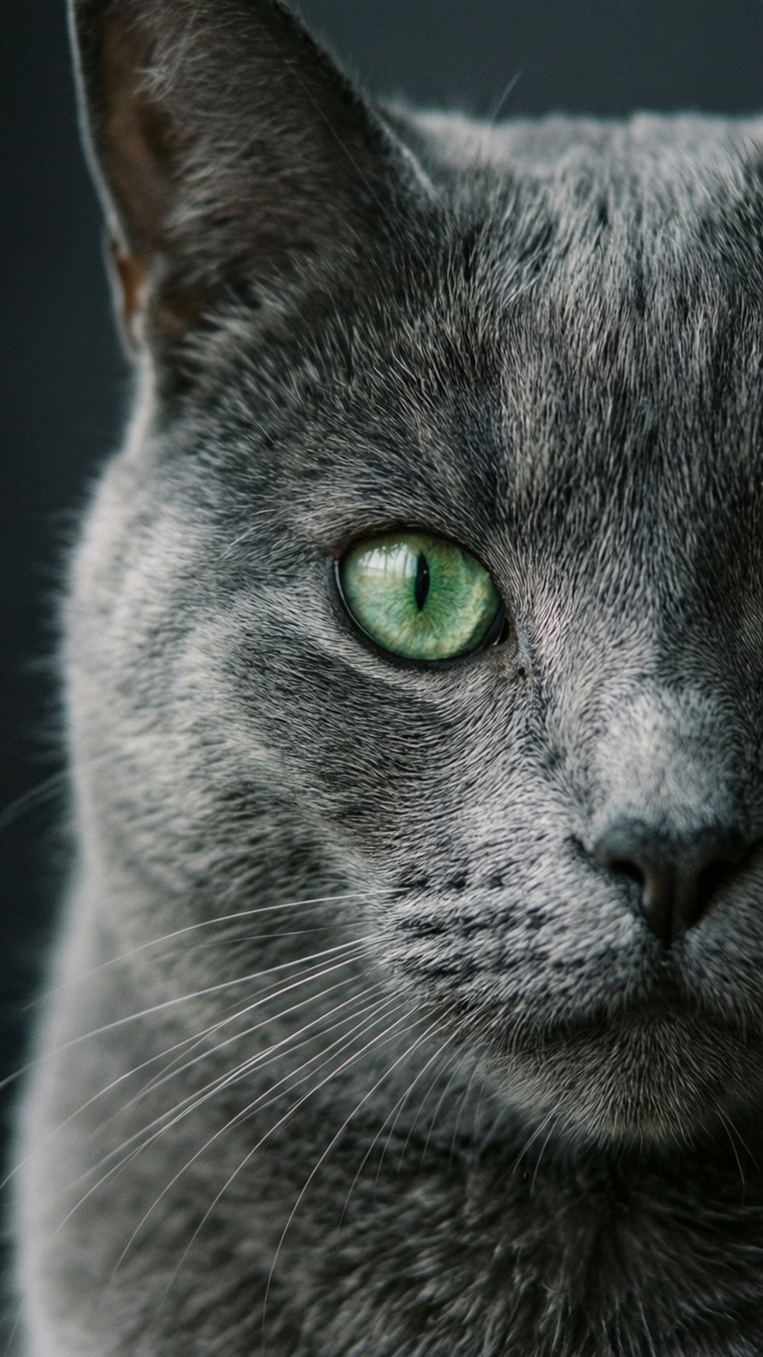 Mirada de Gato Gris Fondos de pantalla