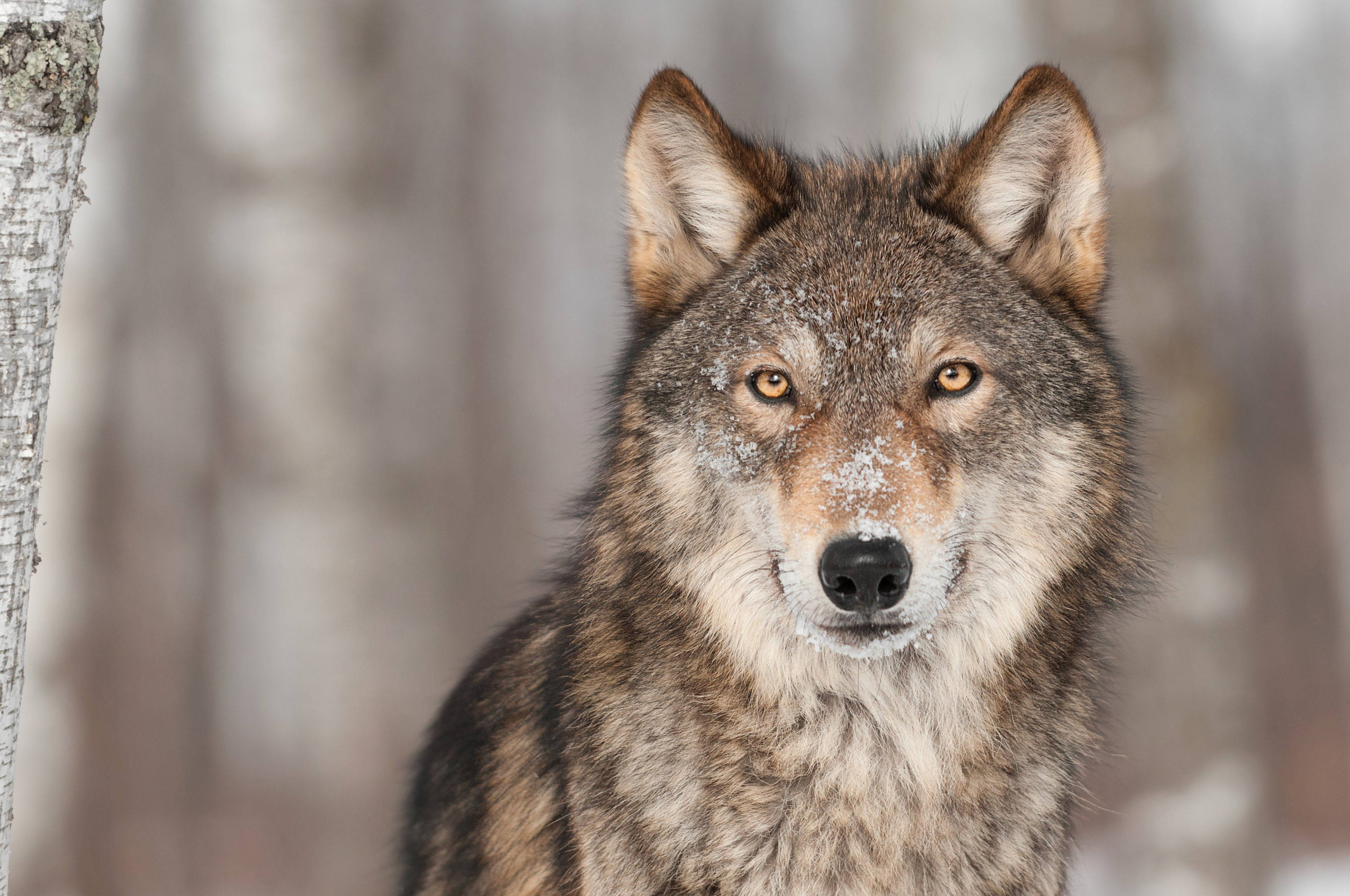 Mirada de Lobo Fondos de pantalla