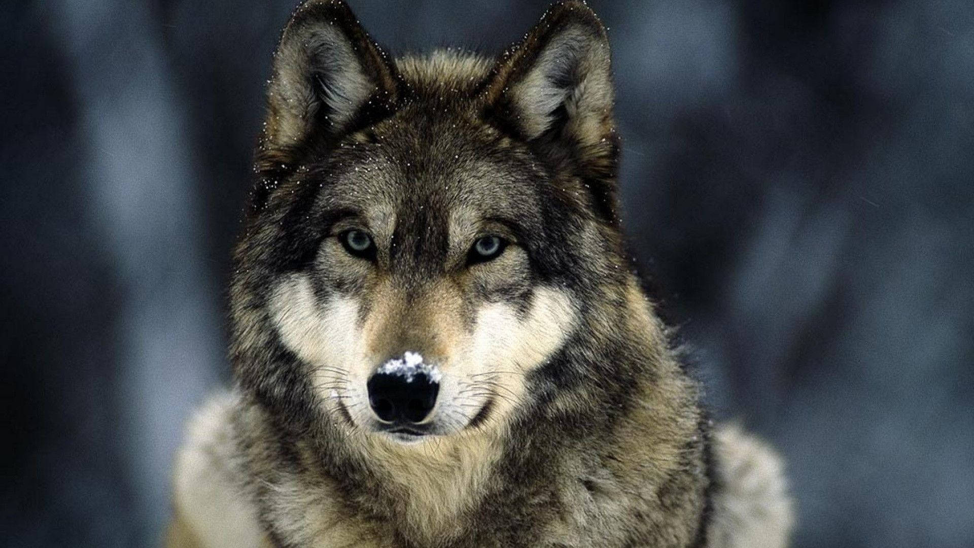 Mirada de un Lobo Fondos de pantalla