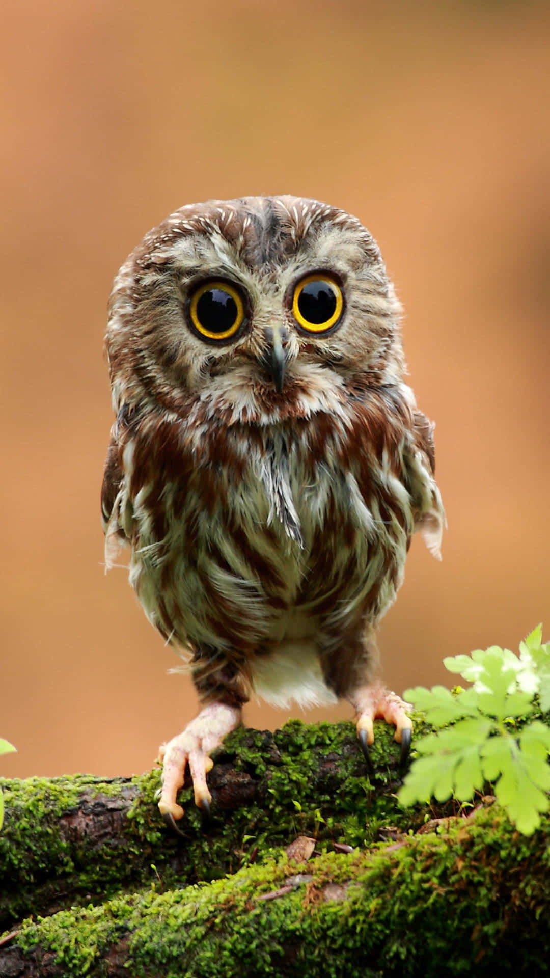 Mirada Encantadora de un Hermoso Búho Fondos de pantalla