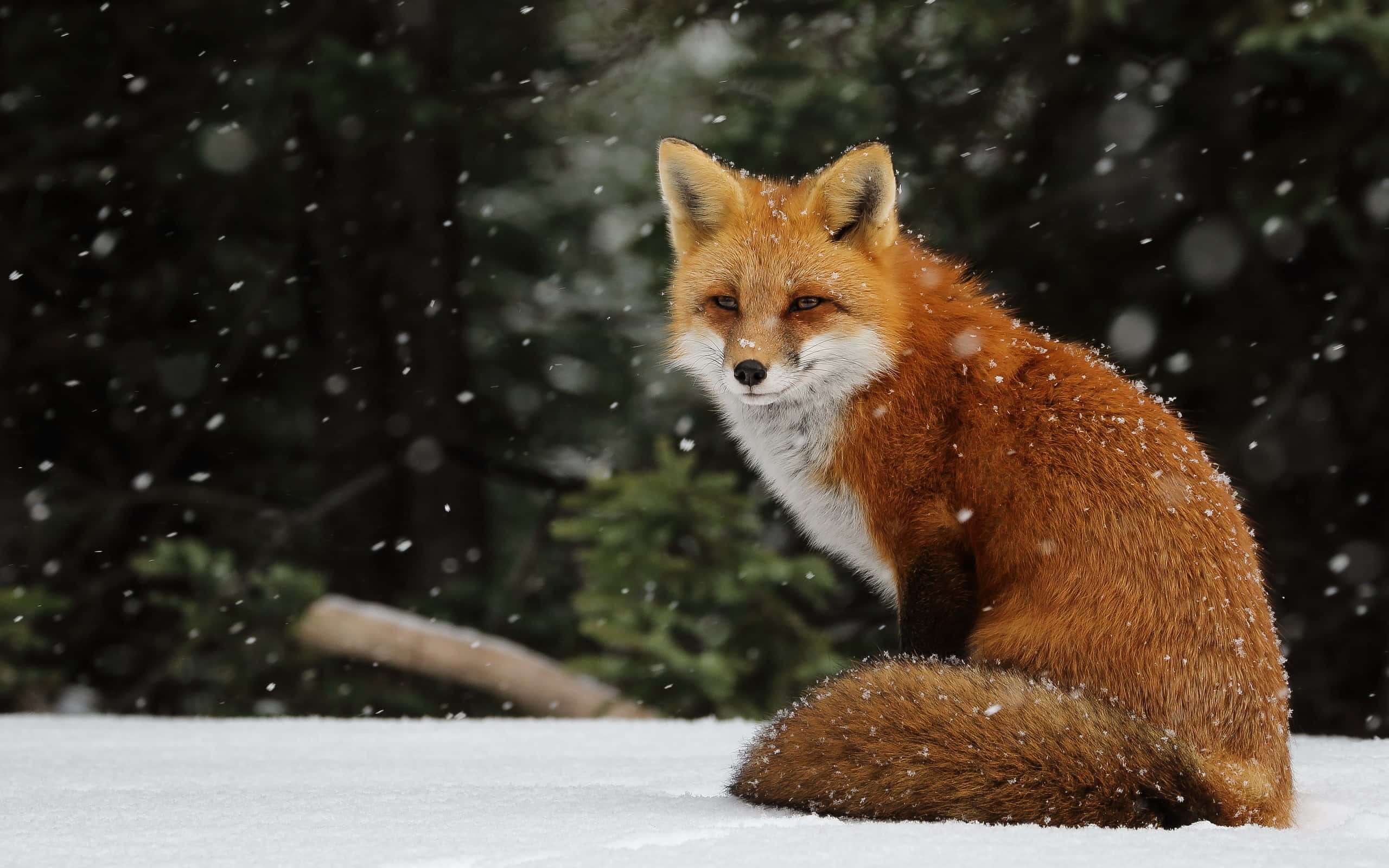 Mirada Fria de Zorro en Bosque Nevado Fondos de pantalla