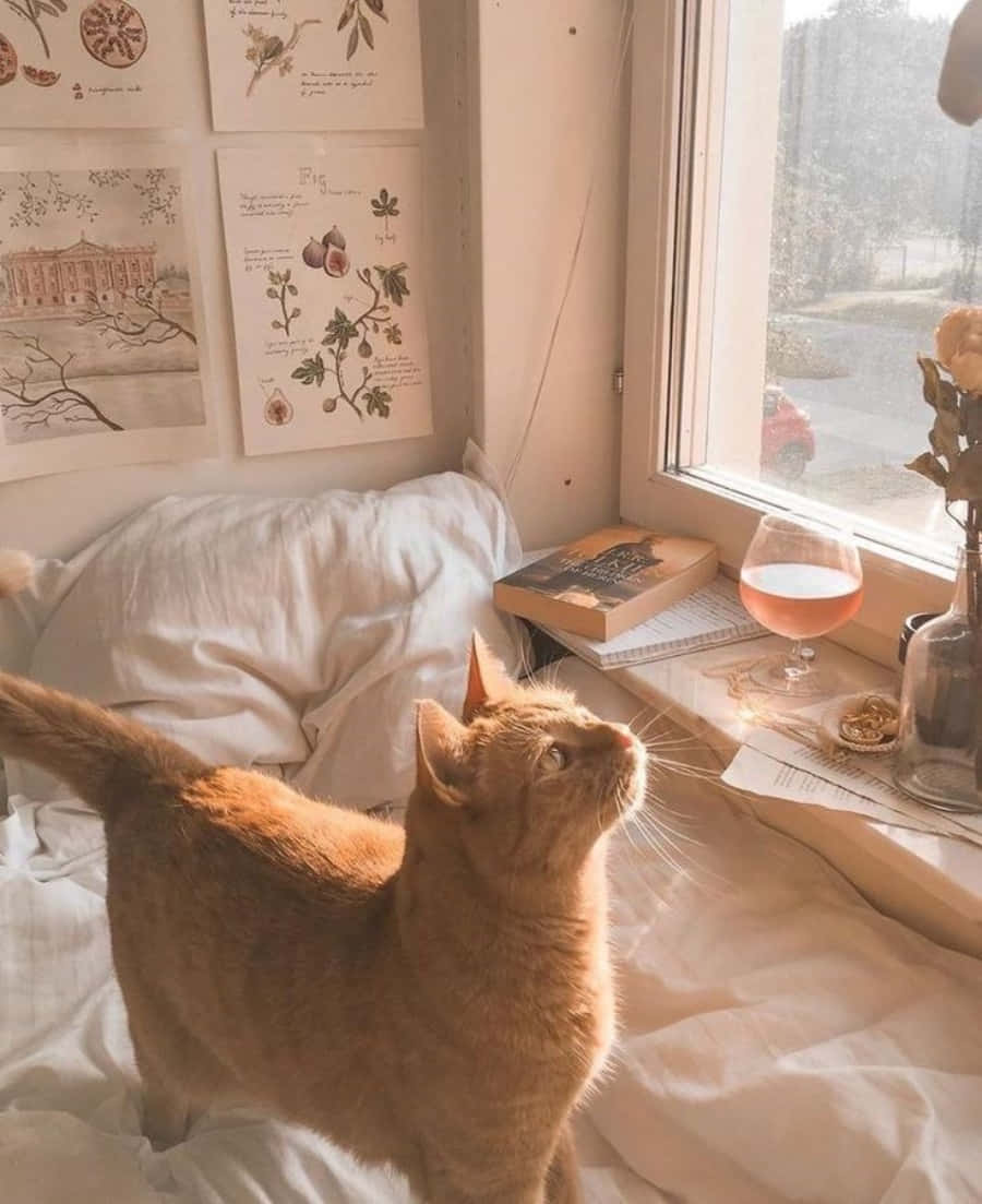 Mírame a los Ojos - Un Gato Estético Muestra su Alma. Fondos de pantalla