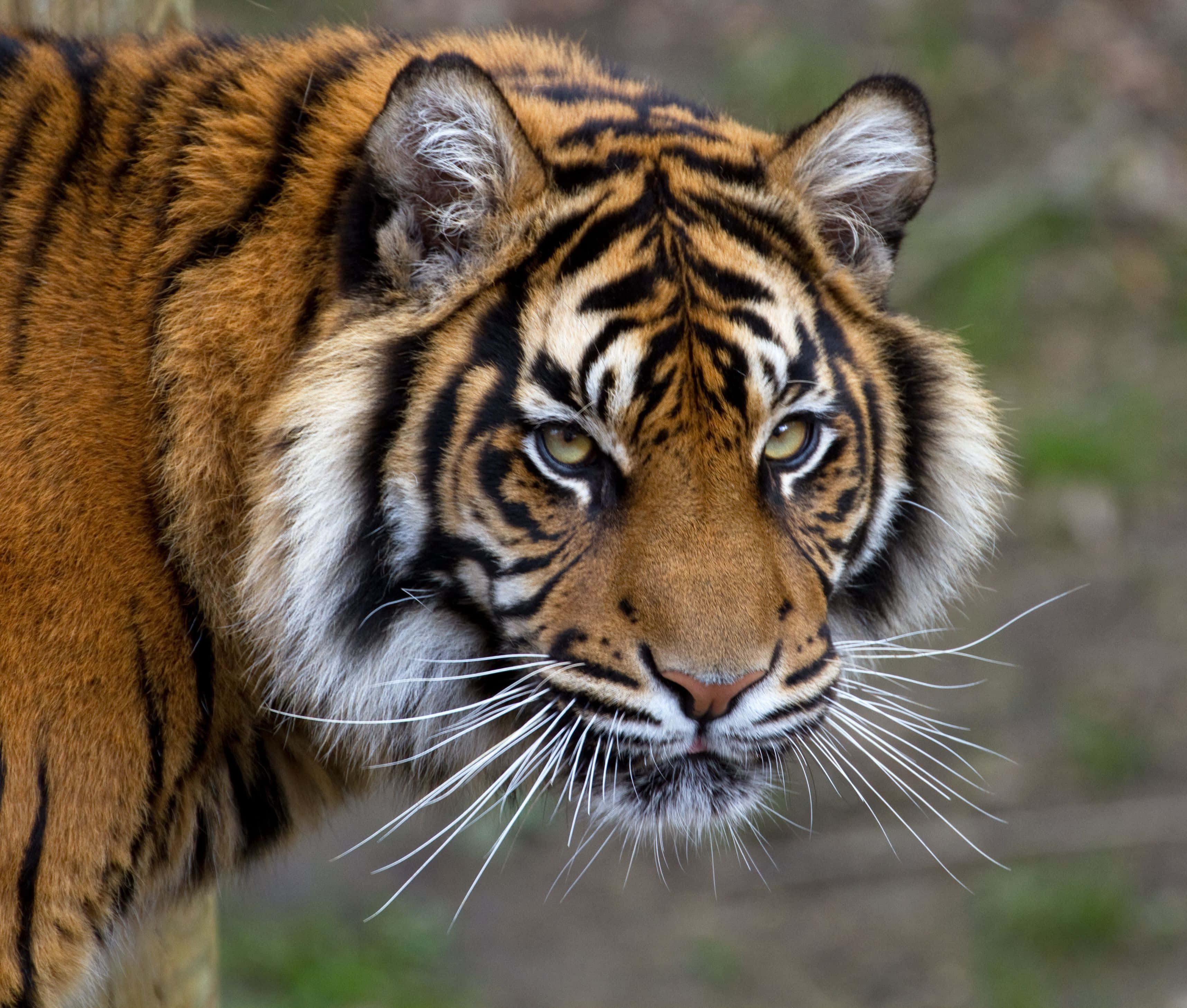 Mirando a los Ojos del Tigre Fondos de pantalla