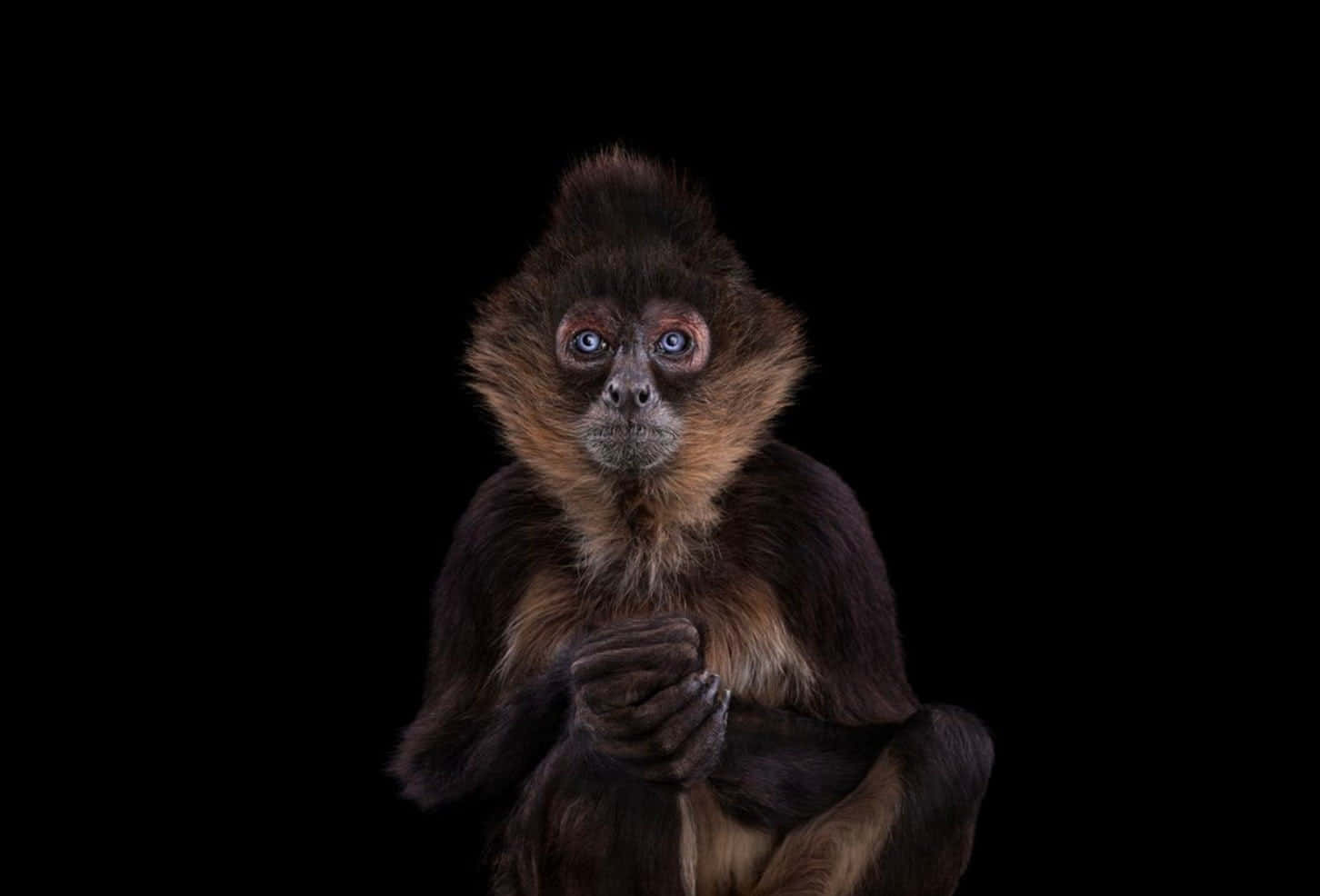 Mono Bebé Adorable Fondos de pantalla