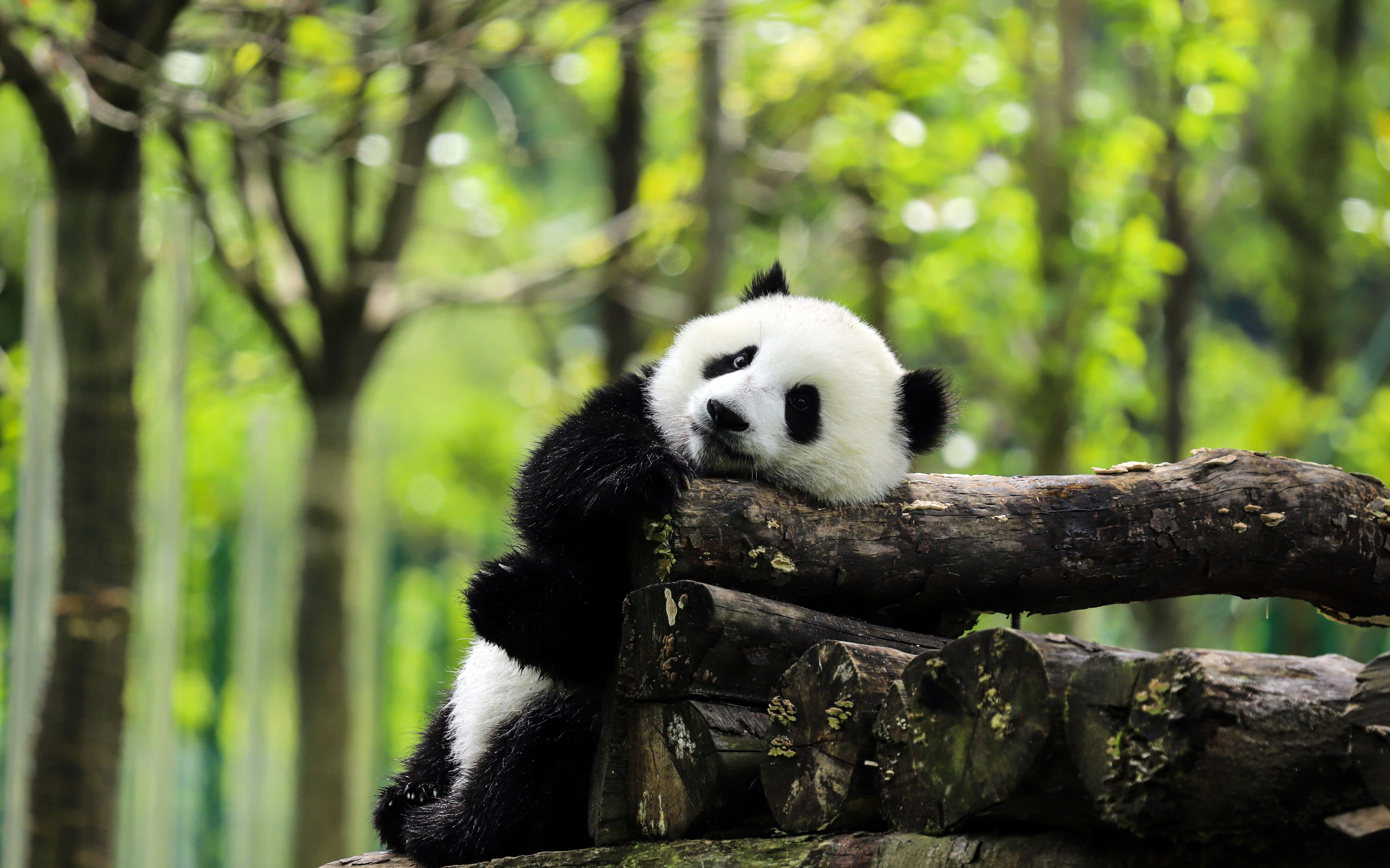 Mono de Panda Gigante sobre un Montón de Troncos Fondos de pantalla
