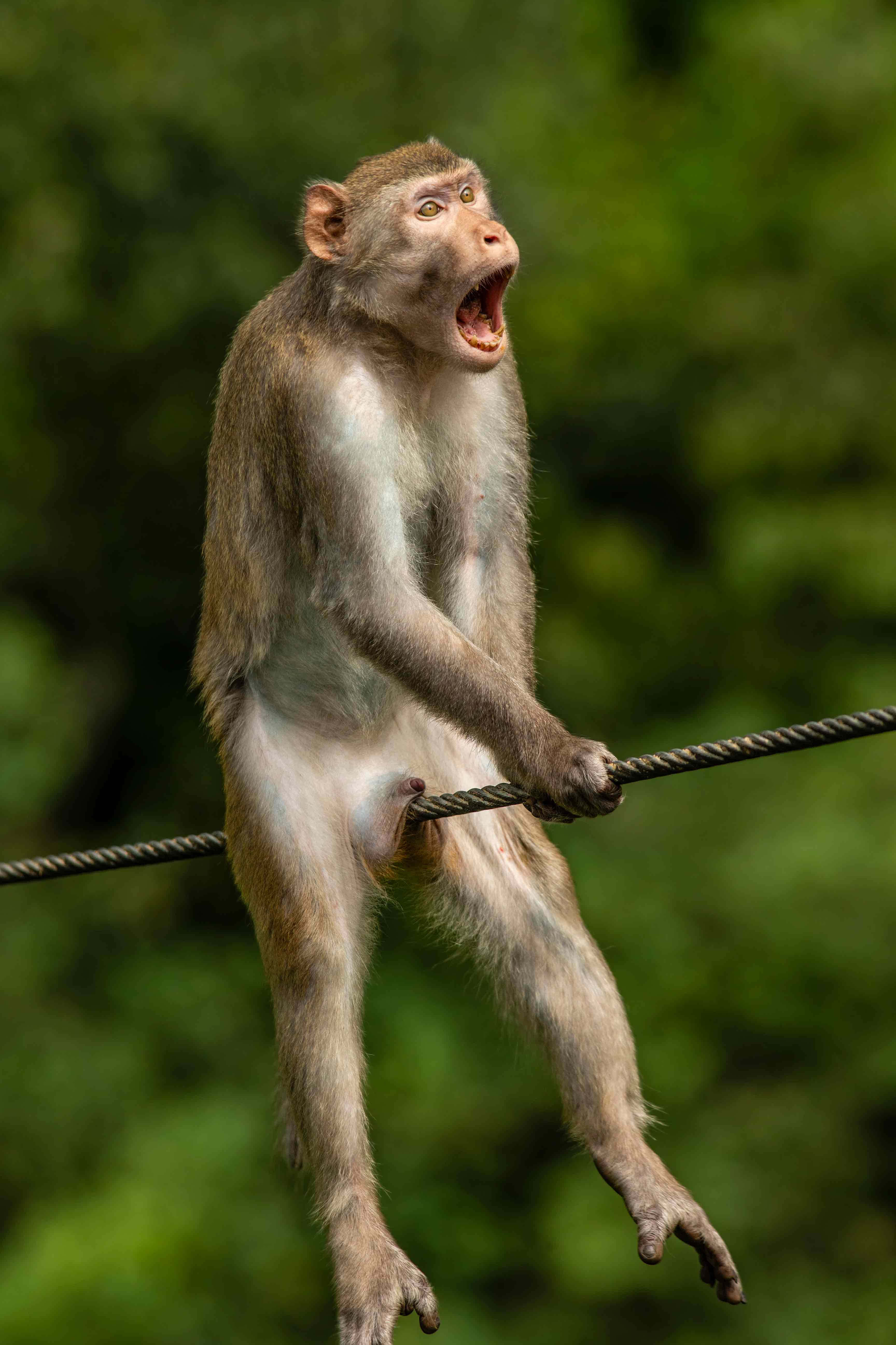 Mono Gritando en una Rama Imágenes Divertidas de Animales Fondos de pantalla