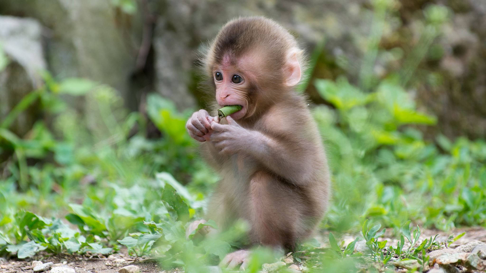 Mono lindo comiendo una hoja Fondos de pantalla
