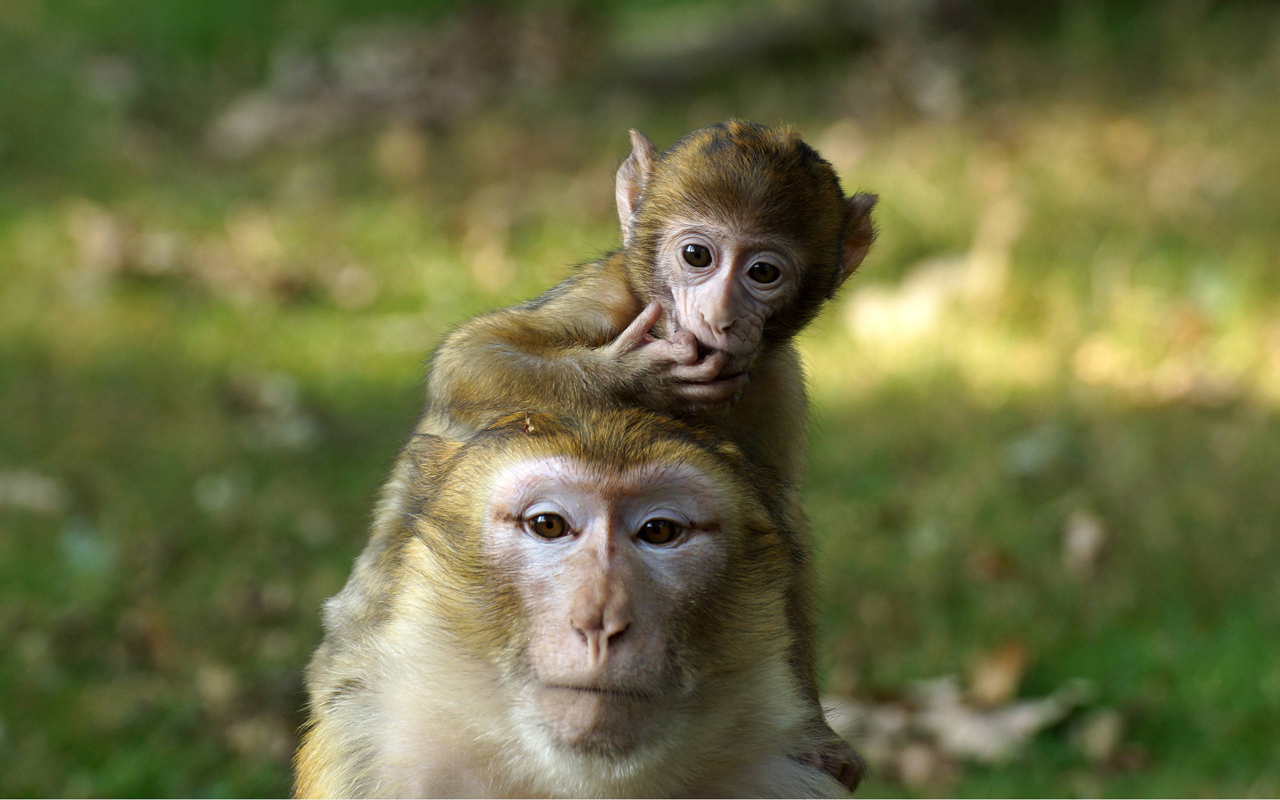Monos Amarillos Lindos Fondos de pantalla
