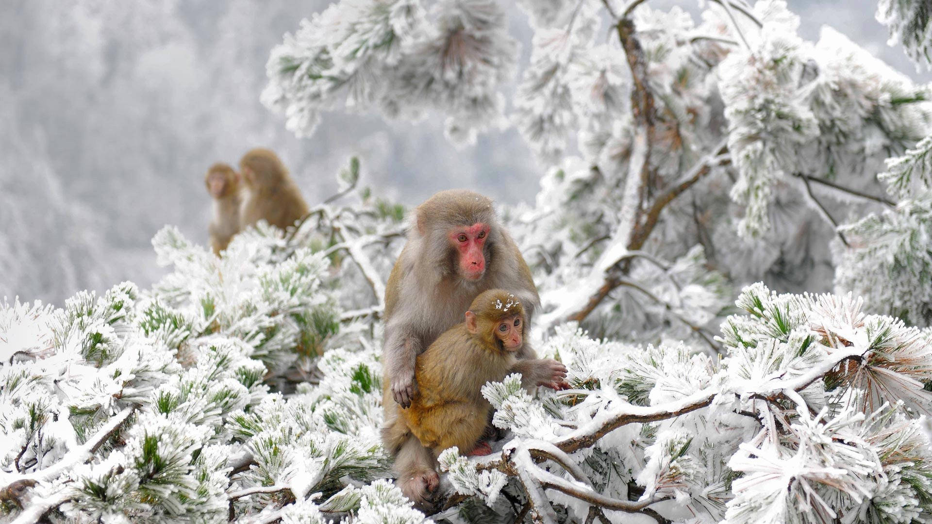 Monos fríos en el invierno de Japón Fondos de pantalla