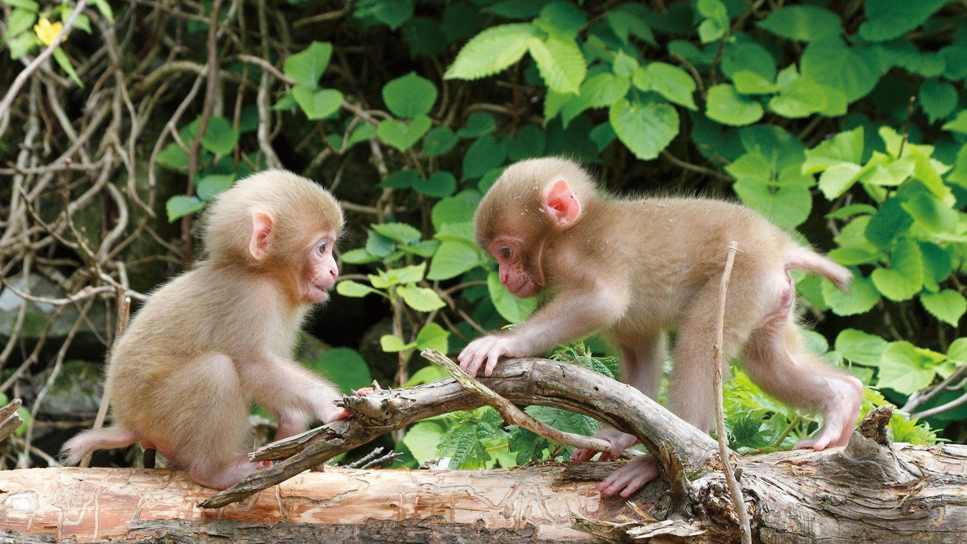 Monos lindos jugando Fondos de pantalla