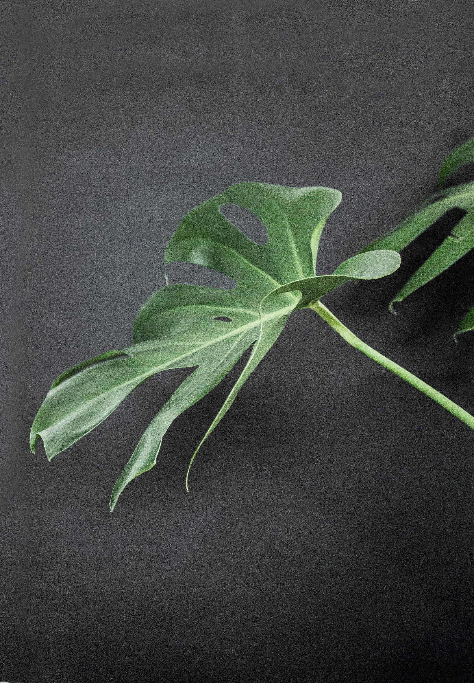 Monstera Sobre Superficie Negra Fondos de pantalla