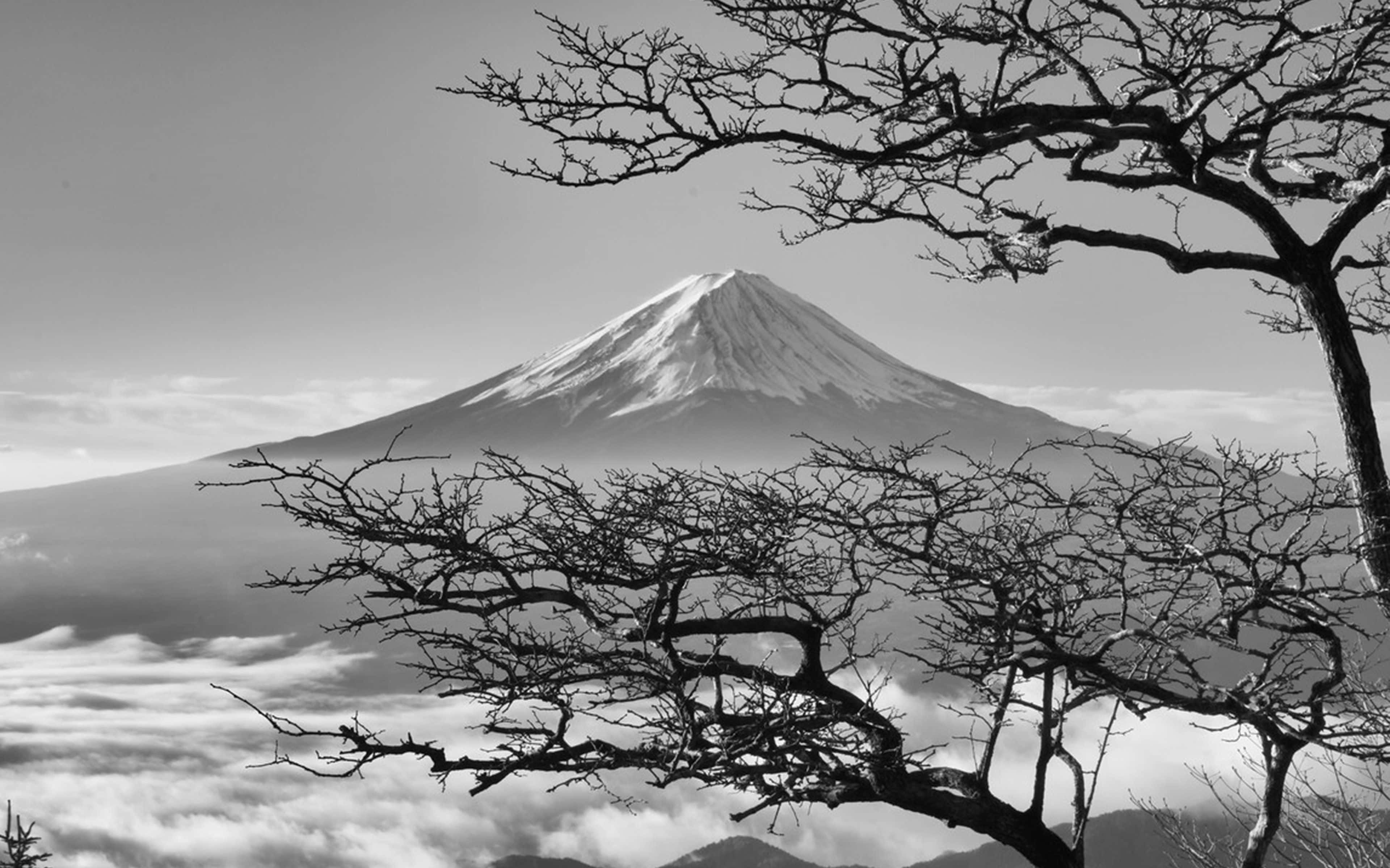 Monte Fuji japonés oscuro con cerezos en flor Fondos de pantalla