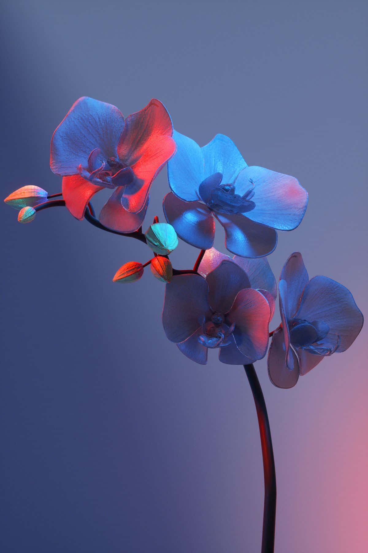 Mostrando la belleza de la naturaleza con una flor estética Fondos de pantalla