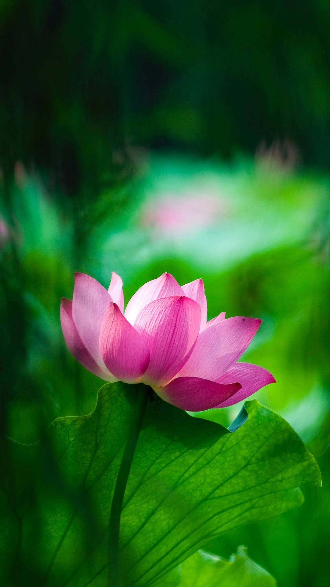 Móvil de Flor de Loto Rosa Fondos de pantalla