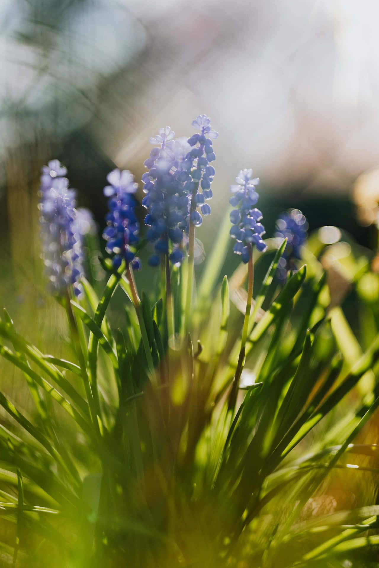 Muscari Azules Teléfono Fondos de pantalla
