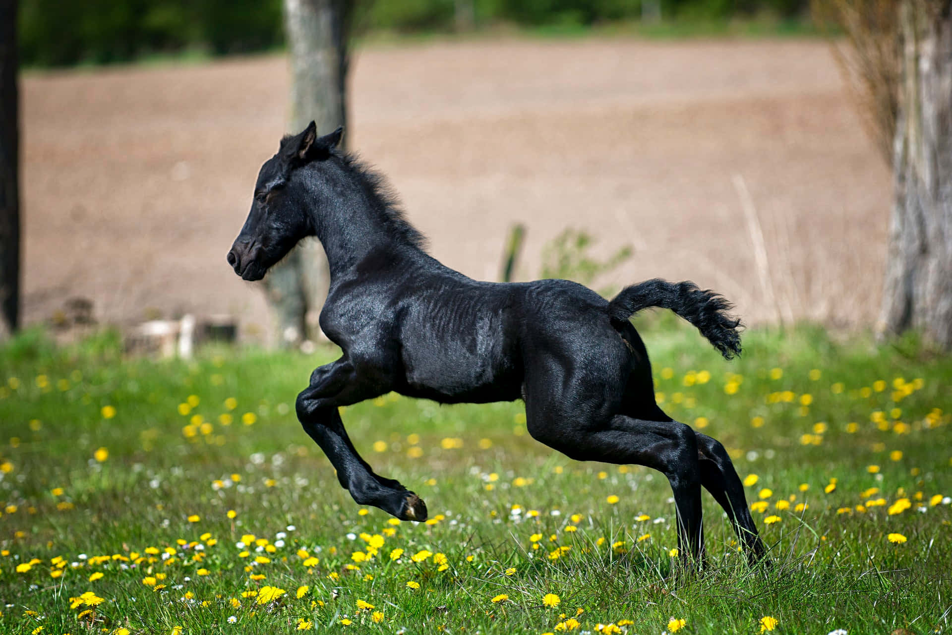 ¡Nadie puede resistir el encanto de este lindo caballo! Fondos de pantalla