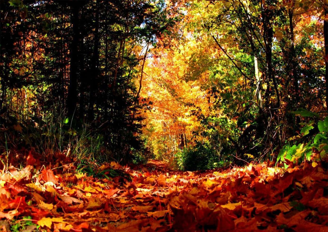 Naturaleza Otoñal de Temporada Fondos de pantalla