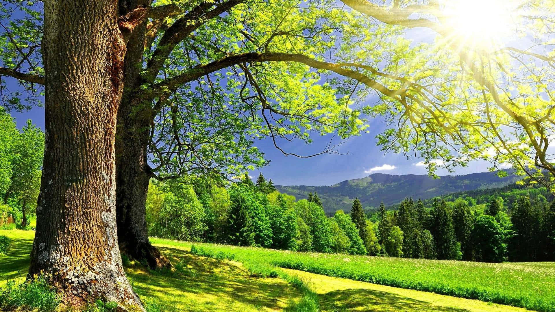 Naturaleza verde y soleada de verano Fondos de pantalla