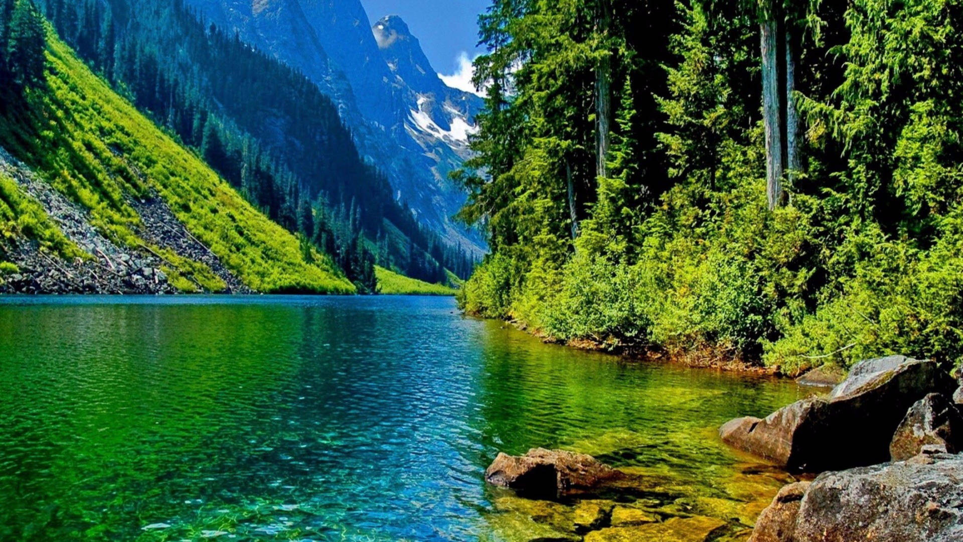 Naturaleza Verde 4K