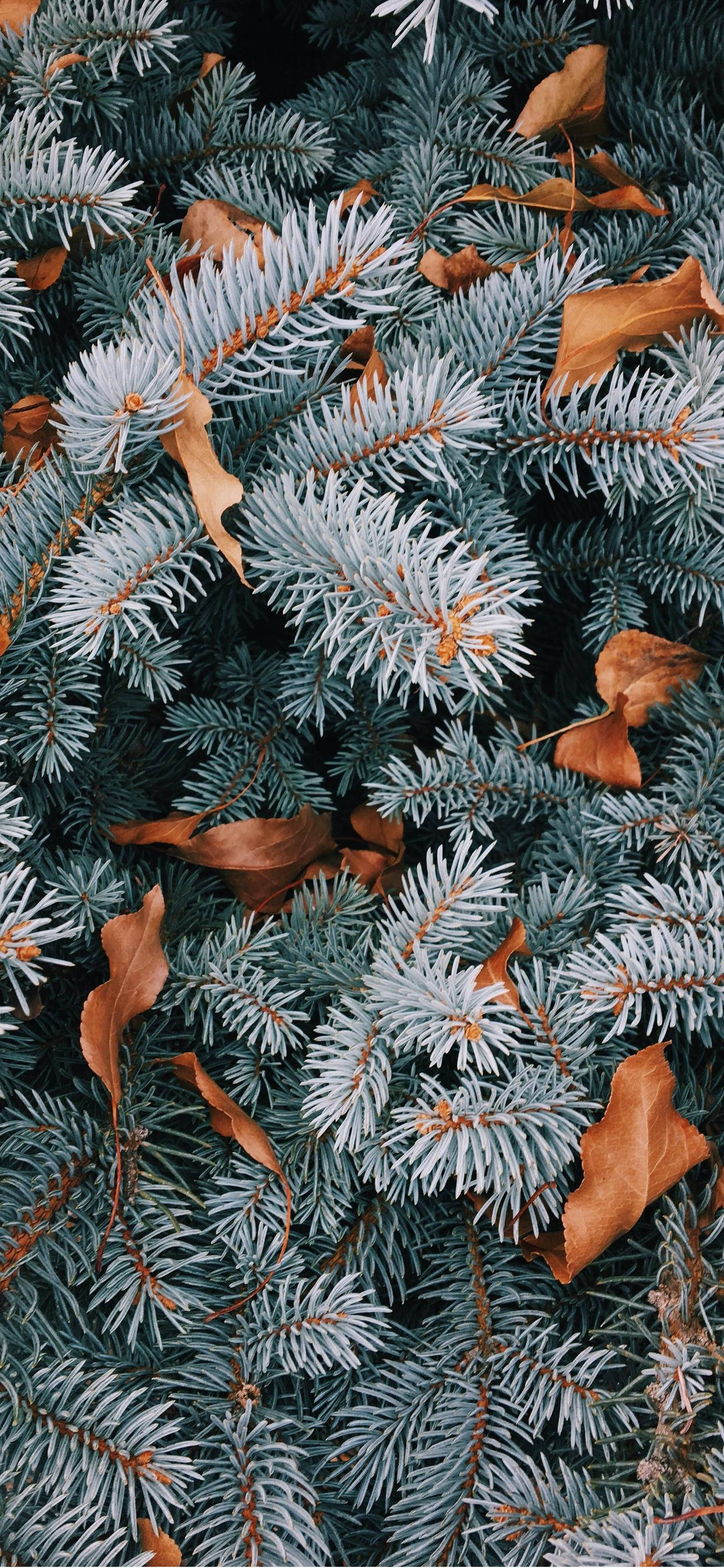 Navidad Estética para iPhone Fondos de pantalla