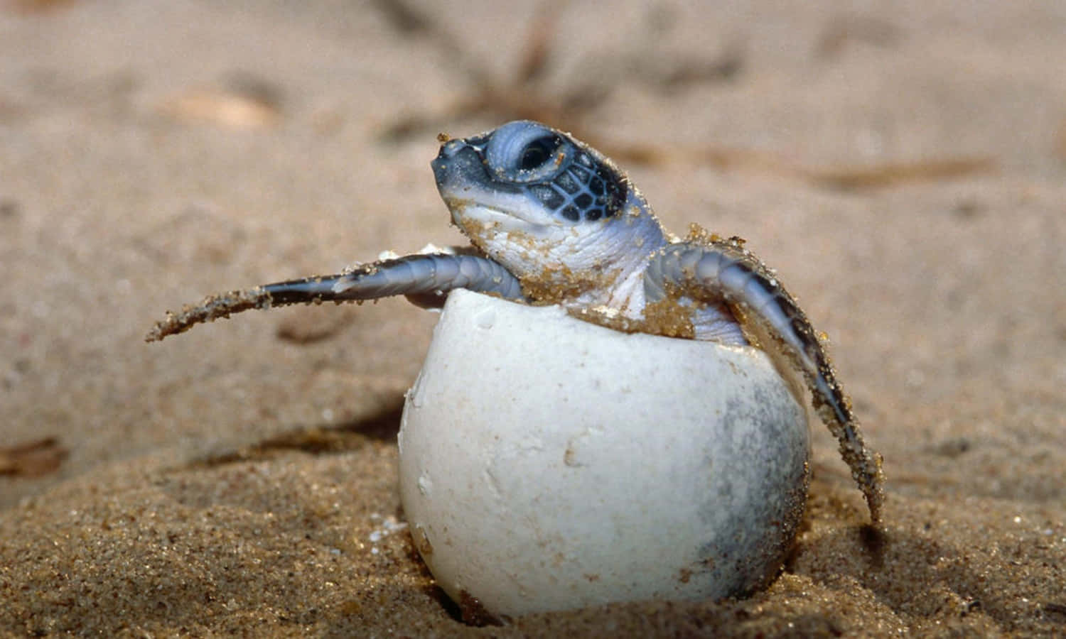 ¿Necesitas algo lindo? ¡Mira esta adorable tortuguita! Fondos de pantalla
