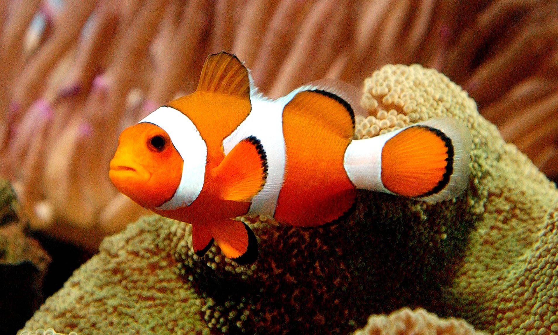 Nemo pez payaso genial en arrecife de coral Fondos de pantalla