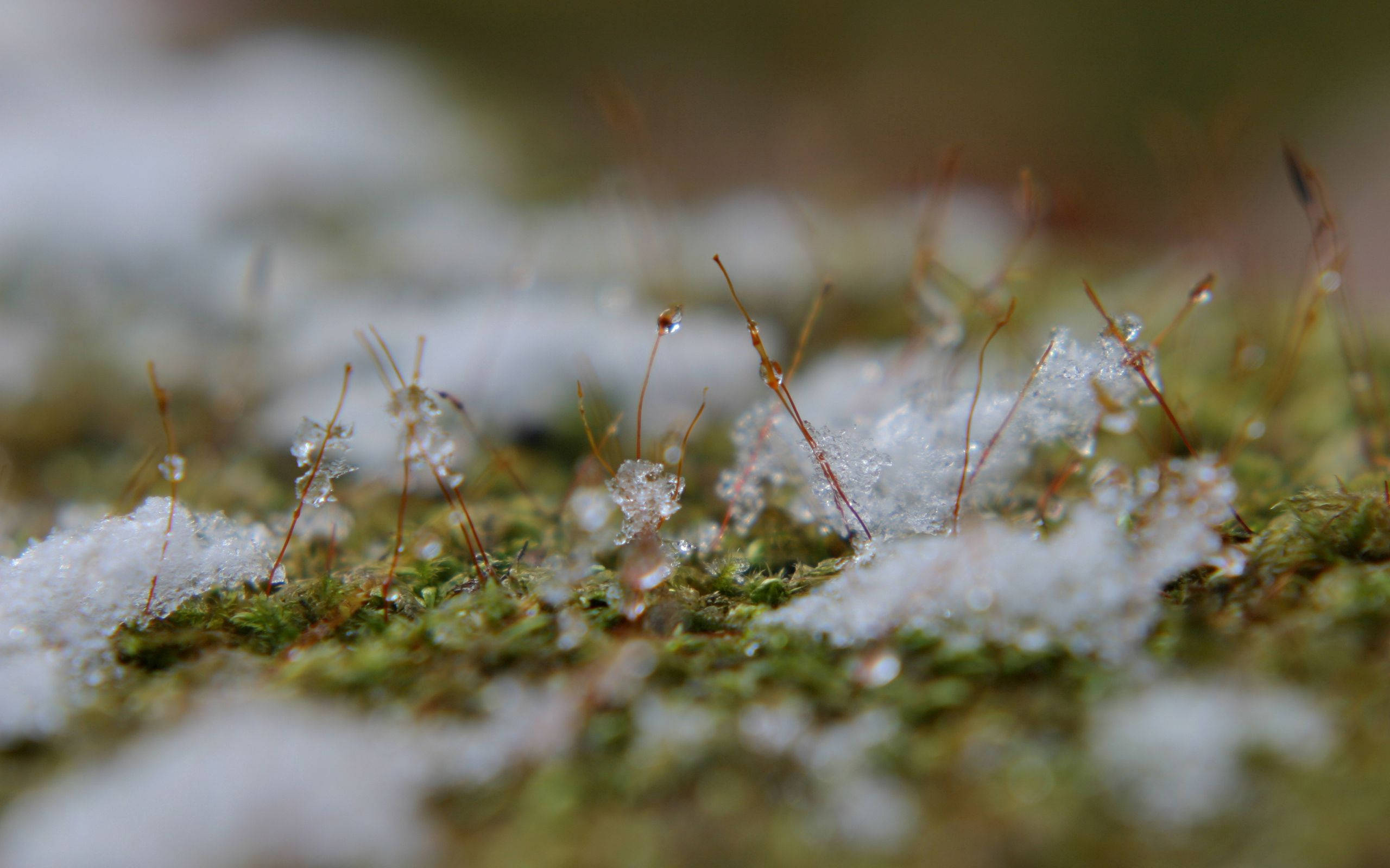Nieve en Primavera Fondos de pantalla