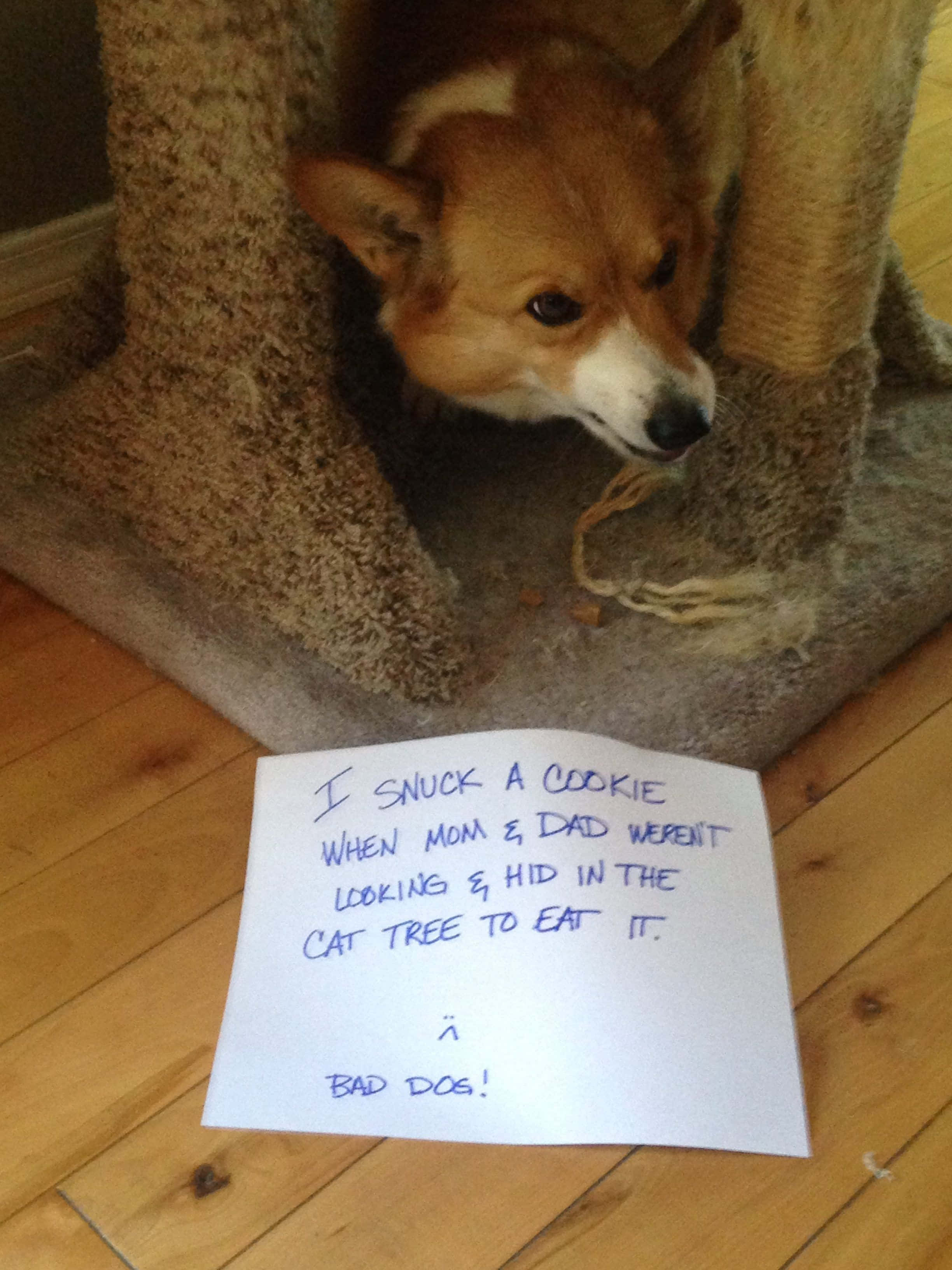 ¡No puedo parar de reír con esta foto graciosa de un corgi! Fondos de pantalla