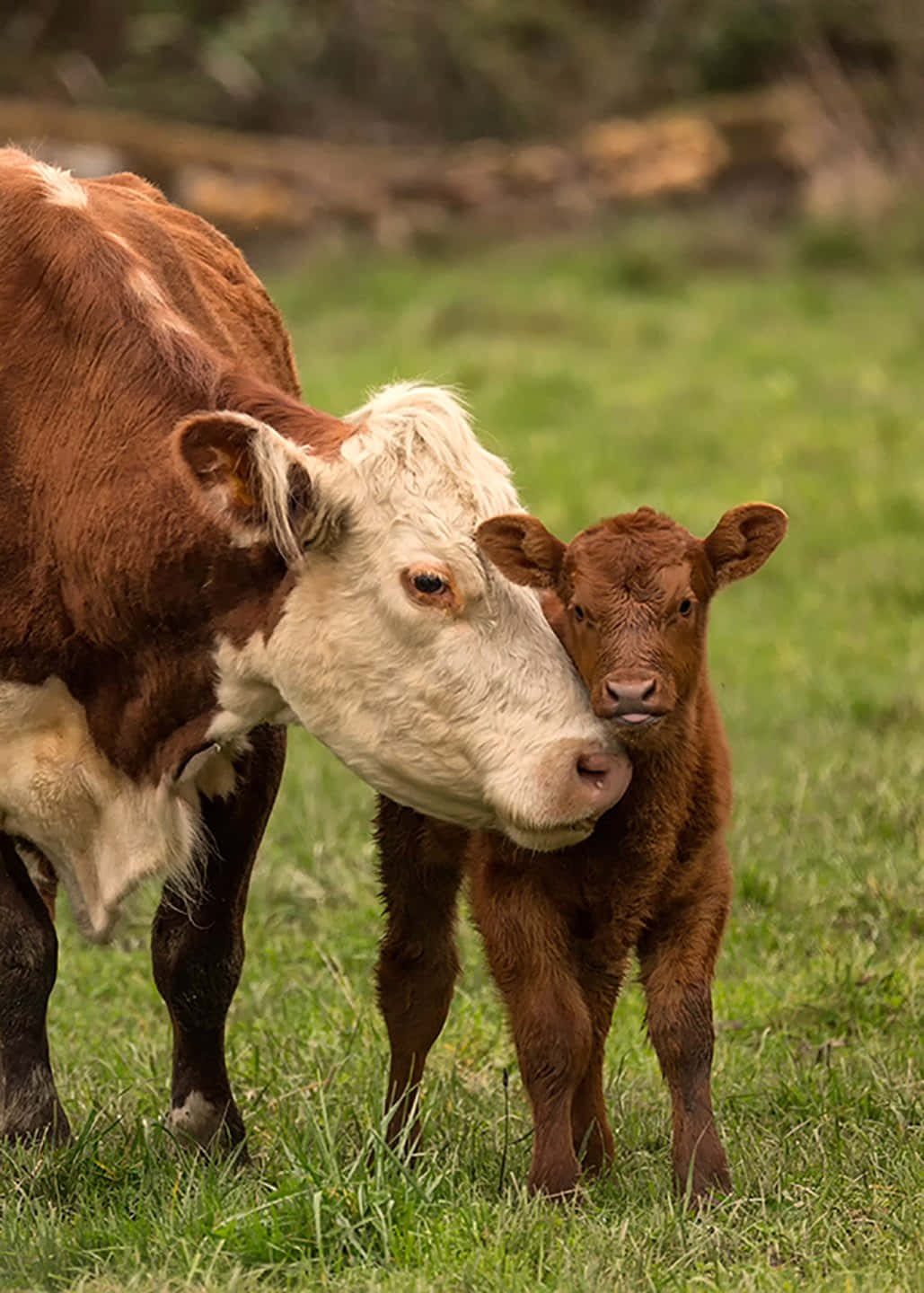 ¡No todos los días ves una vaca tan adorable! Fondos de pantalla