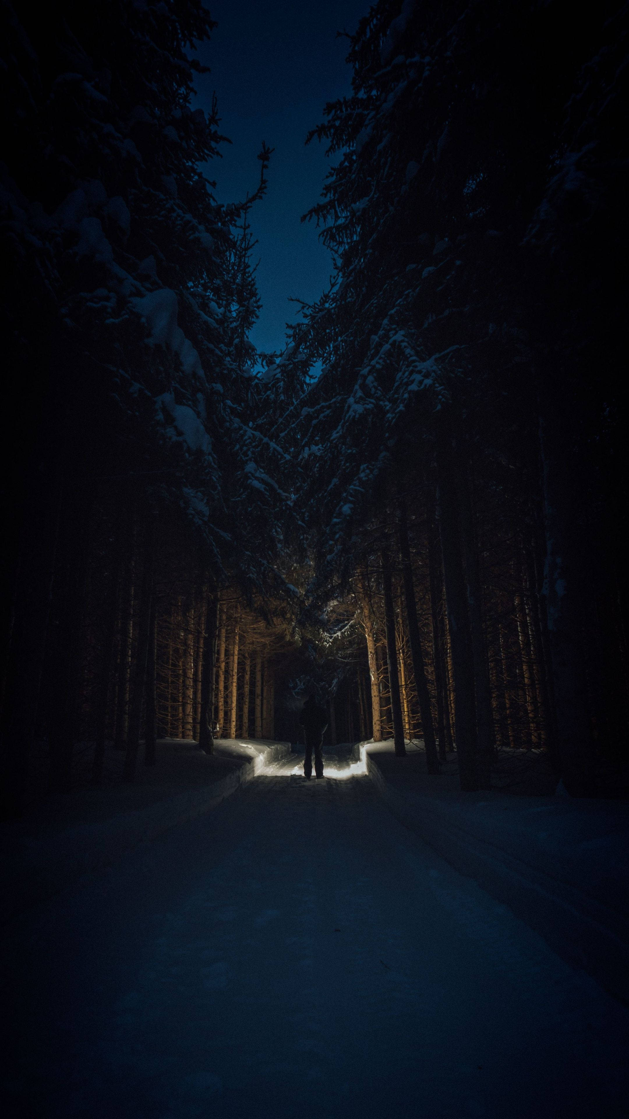 Noche en el Bosque 4K Ultra HD Fondo Oscuro para Teléfono Fondos de pantalla