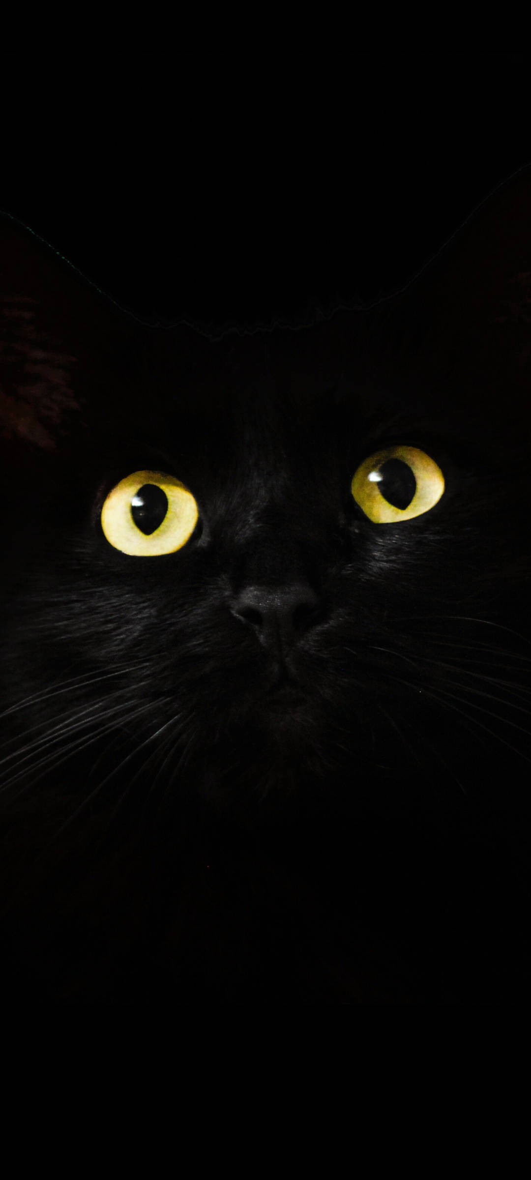 Note 10 Plus Gato Negro Fondos de pantalla