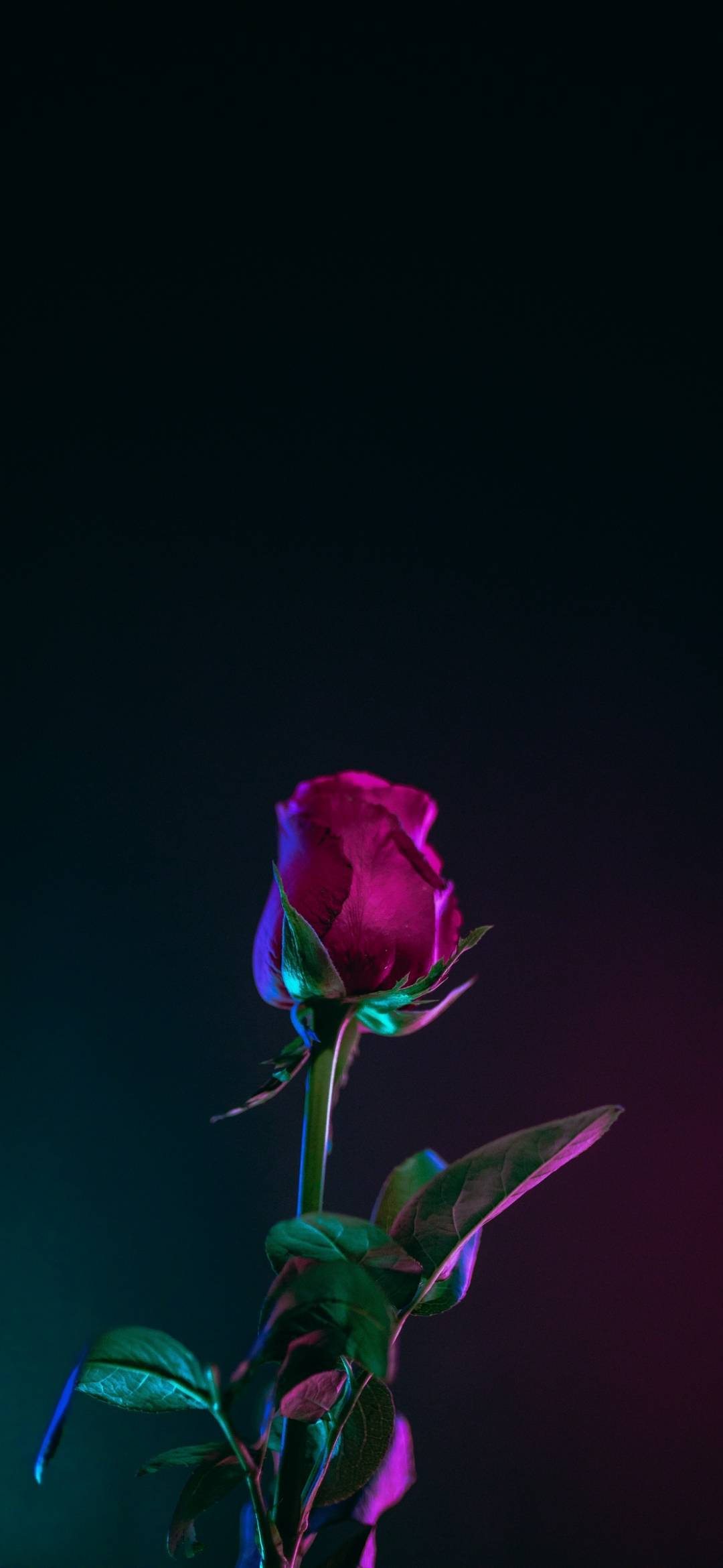 Note 10 Plus Rosa Roja Fondos de pantalla