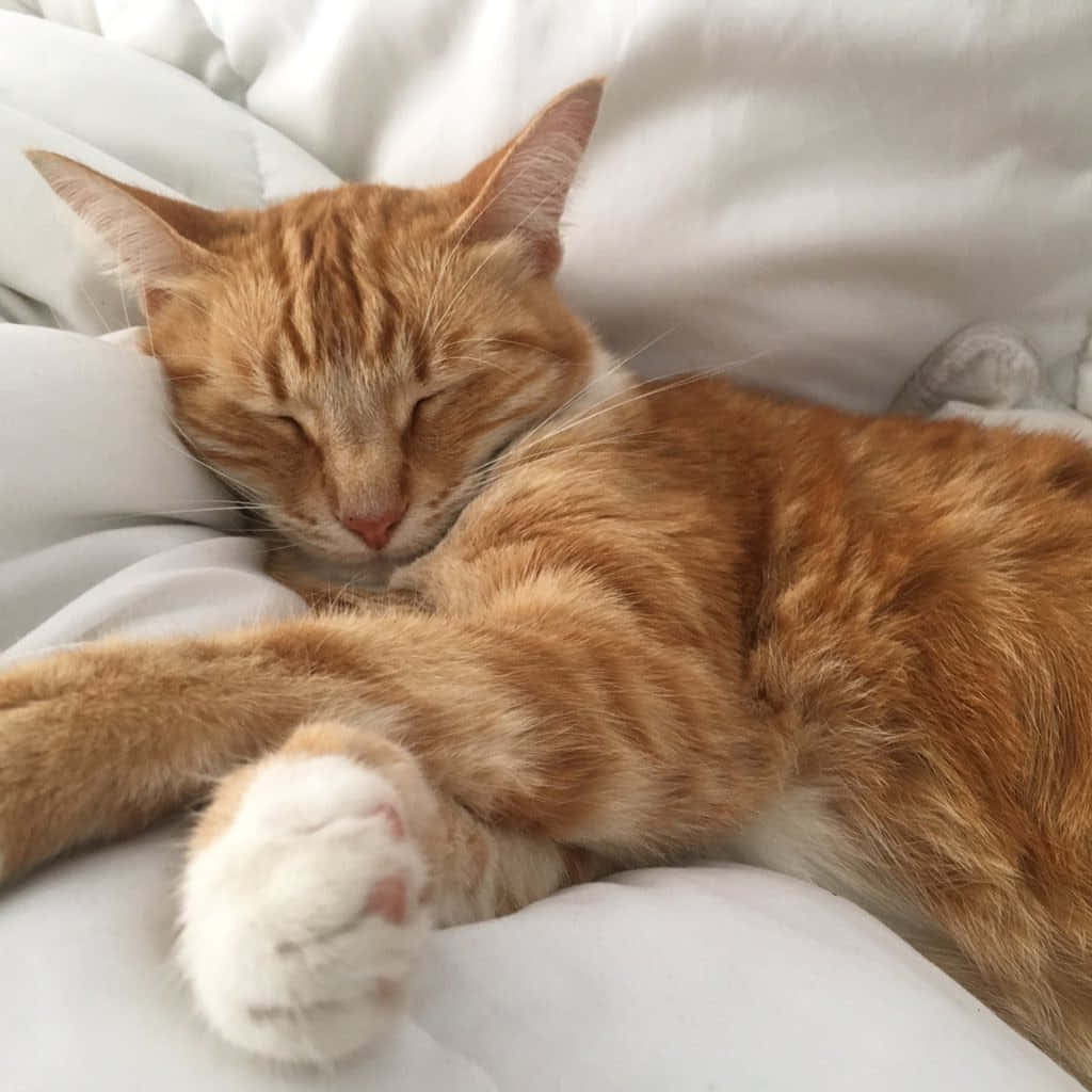 Nuestro Amigo Felino, Mimetizándose en la Naturaleza Fondos de pantalla