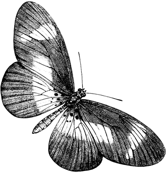 Obra de arte de mariposa monocromática Fondos de pantalla