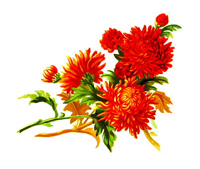 Obra floral vibrante de crisantemo naranja Fondos de pantalla
