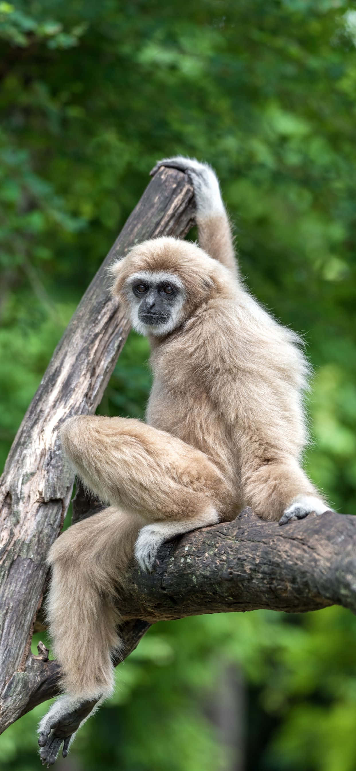 Obtén color explosivo y claridad con el fondo Apple iPhone Xs Max Gibbon Fondos de pantalla