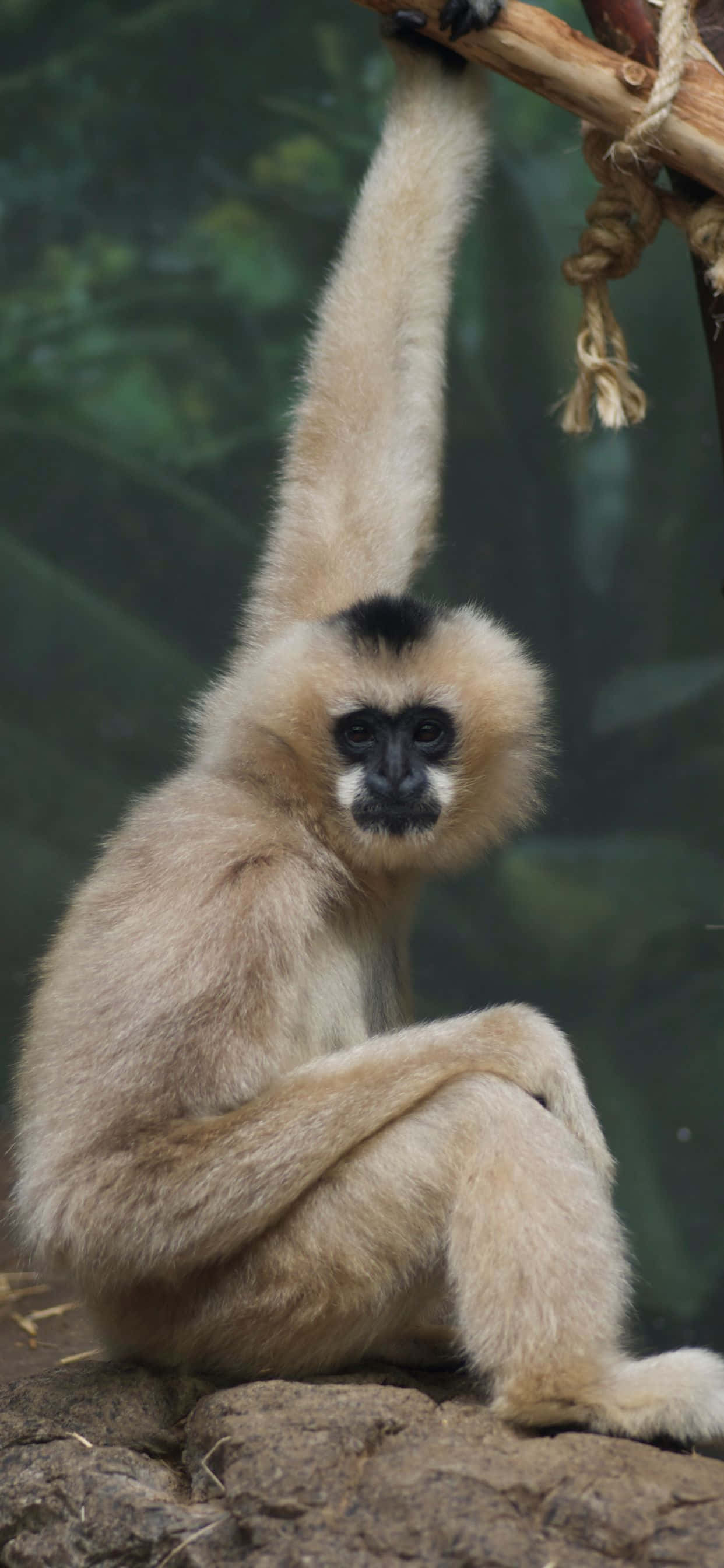 Obtén la última tecnología con un iPhone Xs Max Gibbon Fondos de pantalla