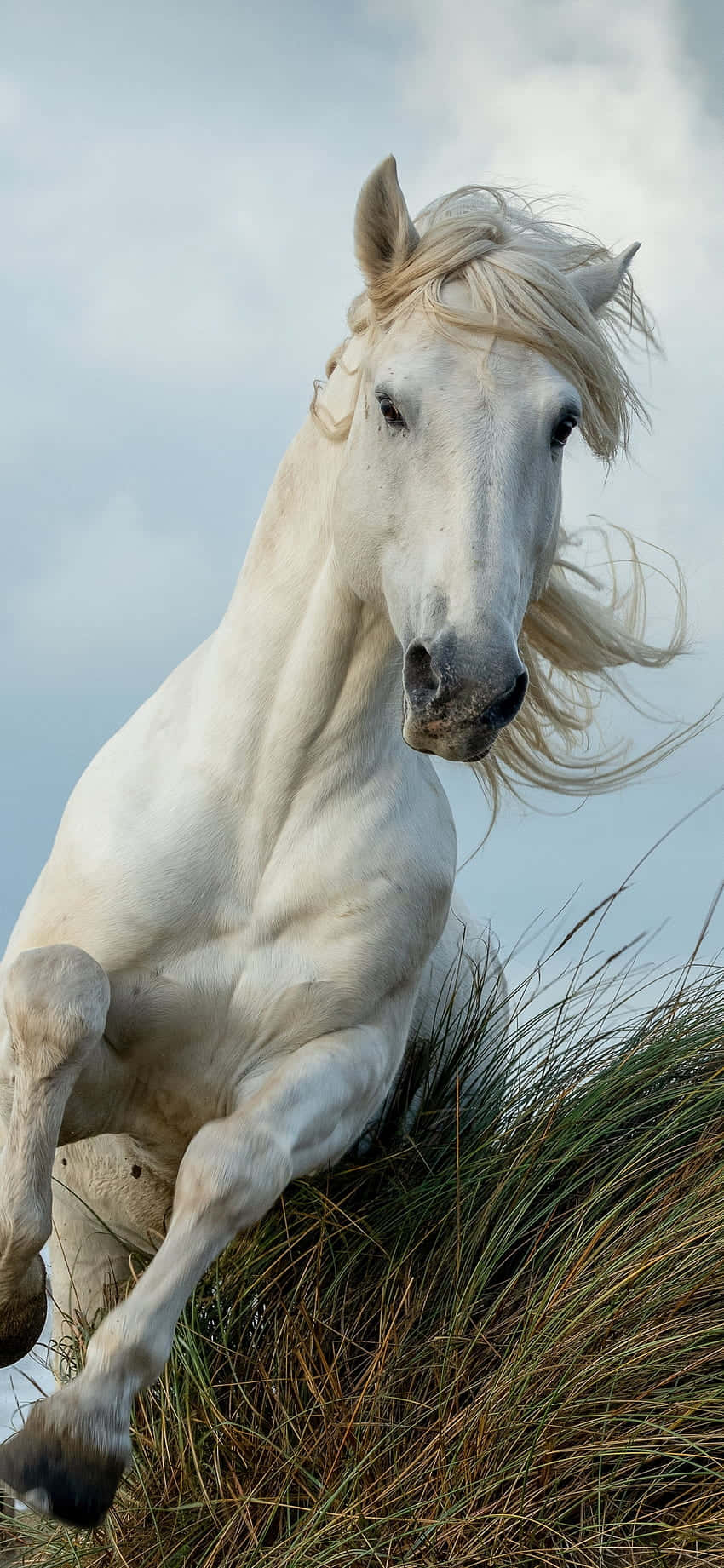 Obtén Potencia y Belleza con el Hermoso Caballo iPhone Fondos de pantalla