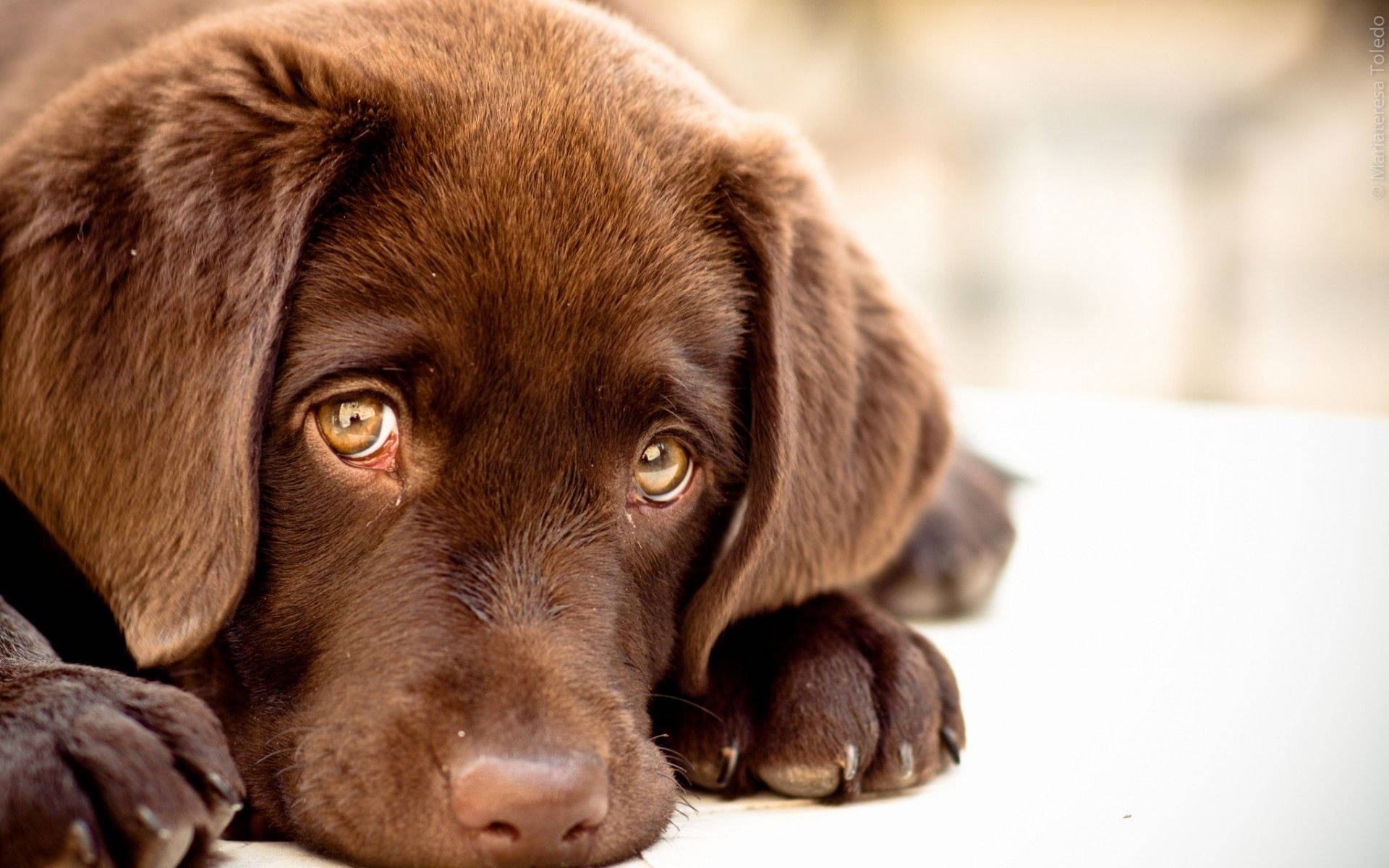 Ojos de Cachorro Tierno de Perro Fondos de pantalla