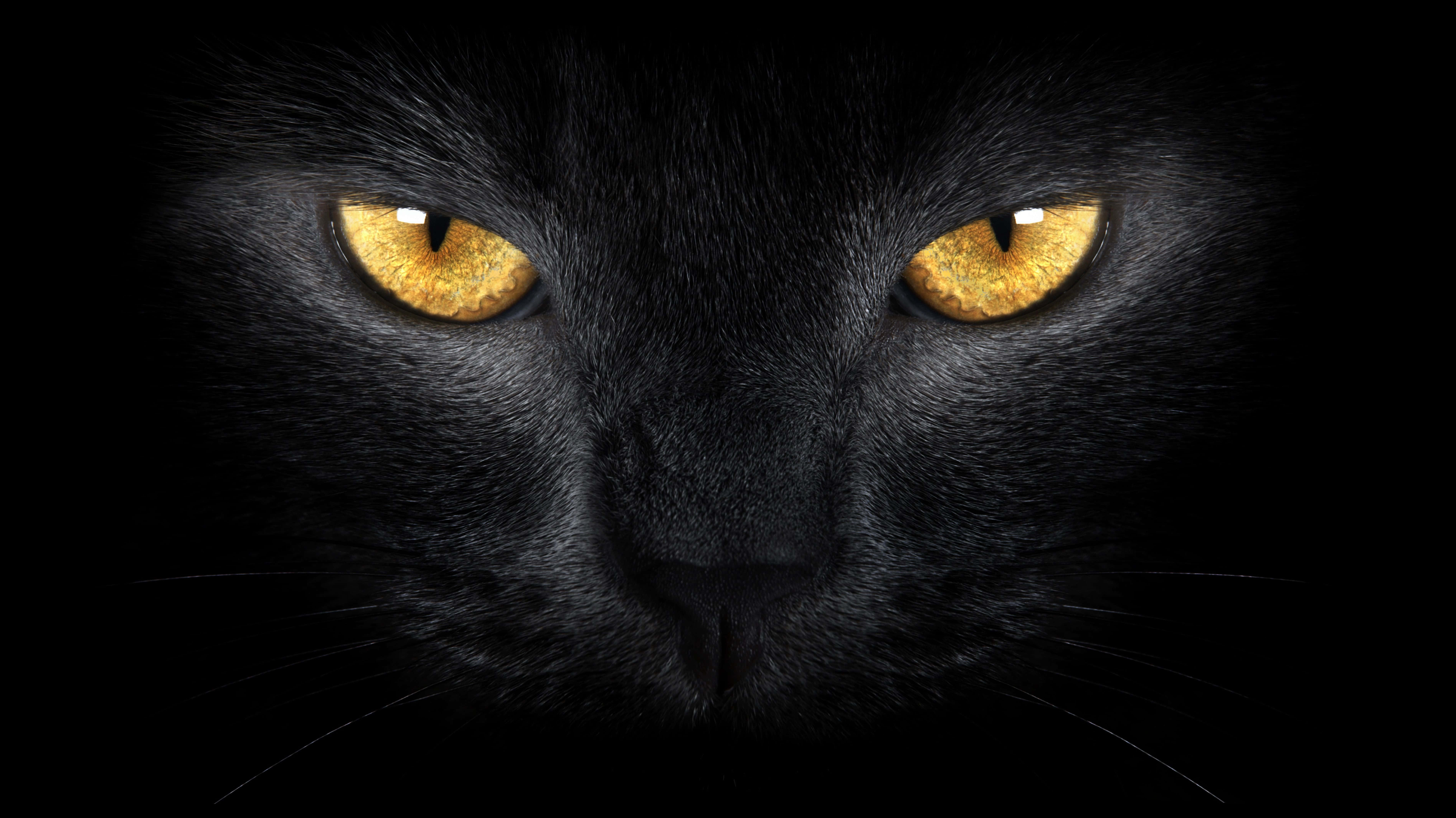 Ojos de gato dorados sobre fondo negro Fondos de pantalla