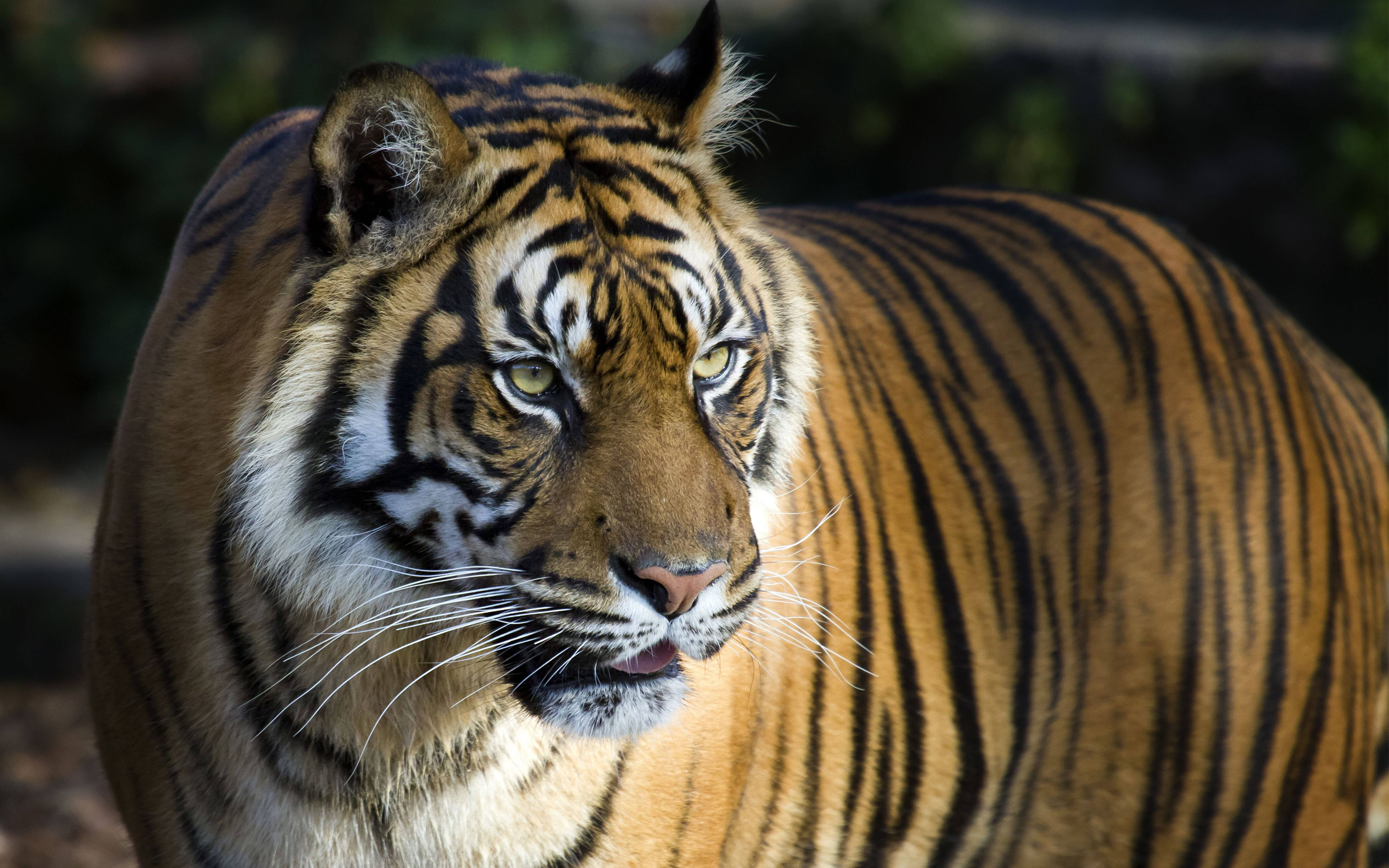 Ojos Feroces Tigre 8K UHD Fondos de pantalla