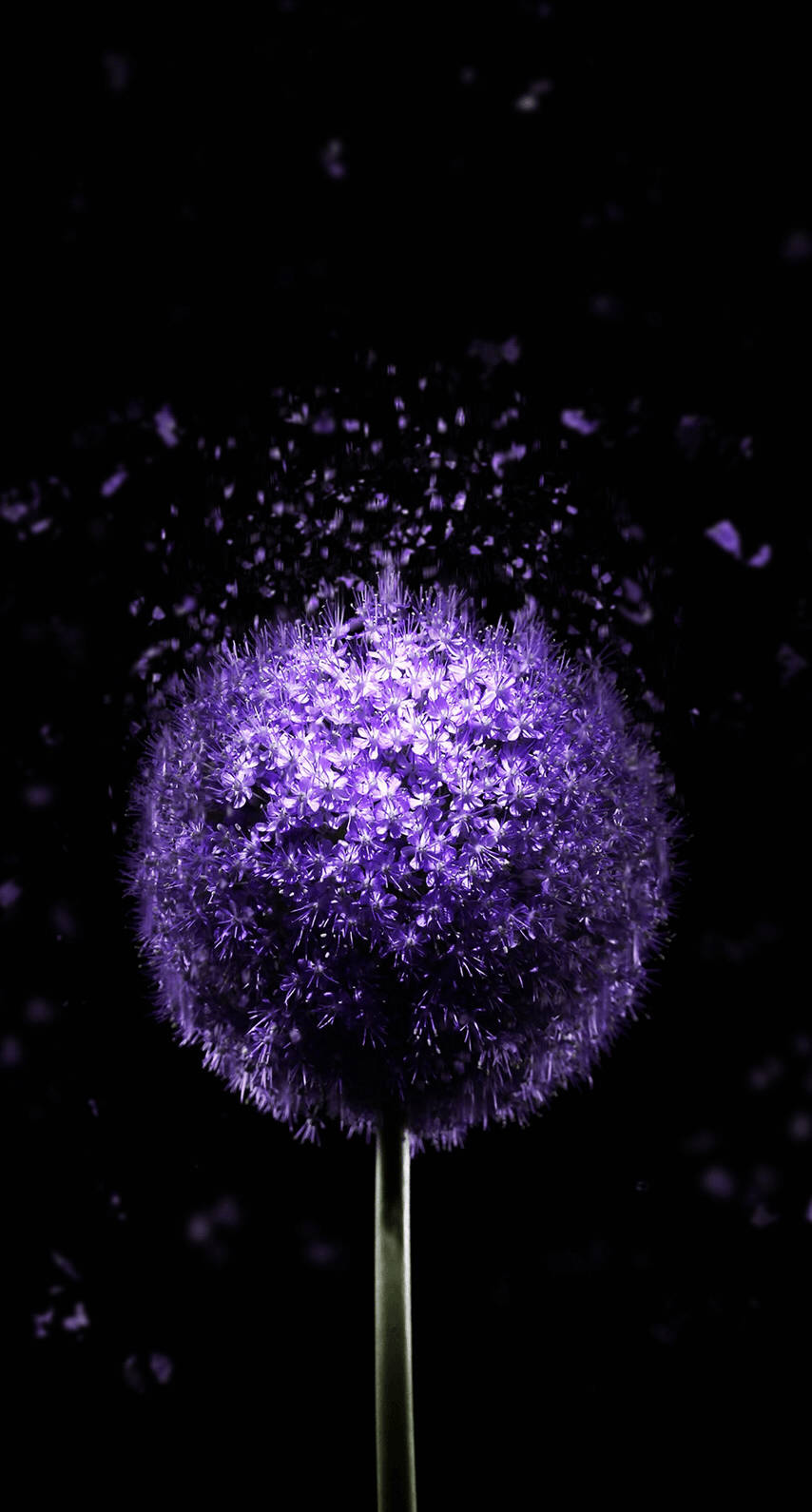 OLED Purple Dandelion Fondos de pantalla