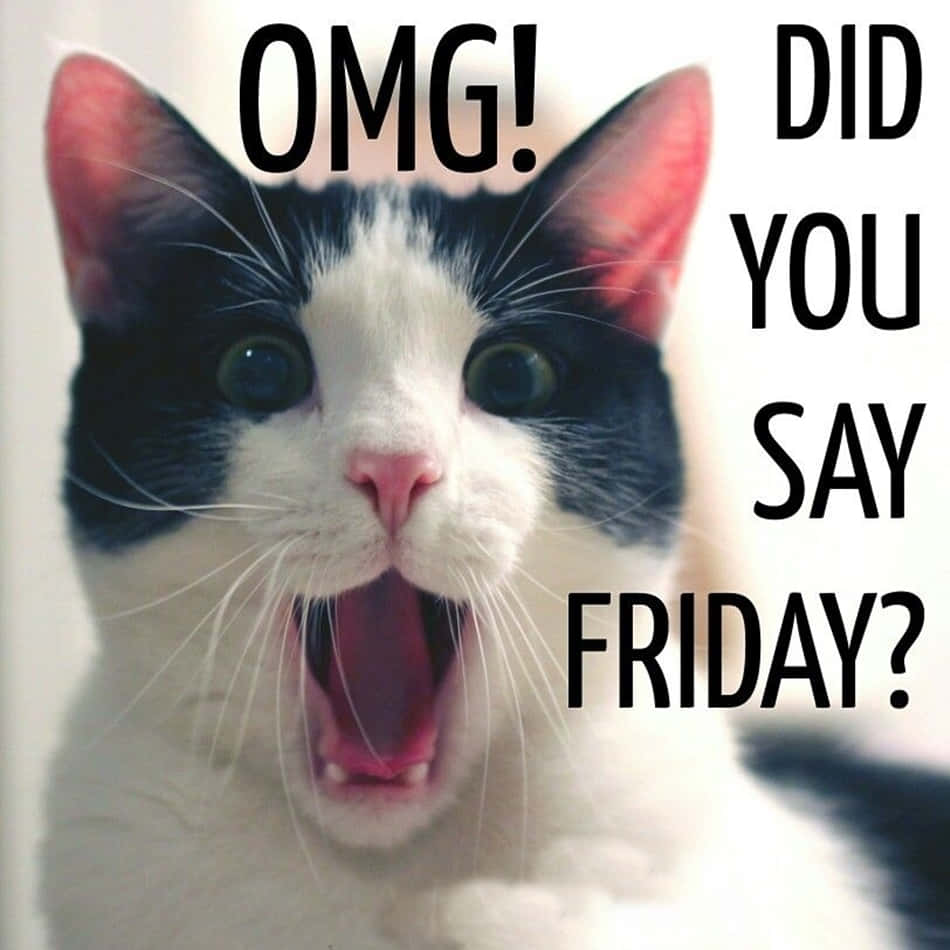 OMG Dijiste Viernes Divertido Foto de Gato Fondos de pantalla